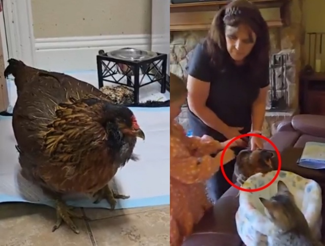 14歲的珍珠擁有「養老套房」，平時也喜歡在客廳看電視。（翻攝自X ／Guinness World Records）