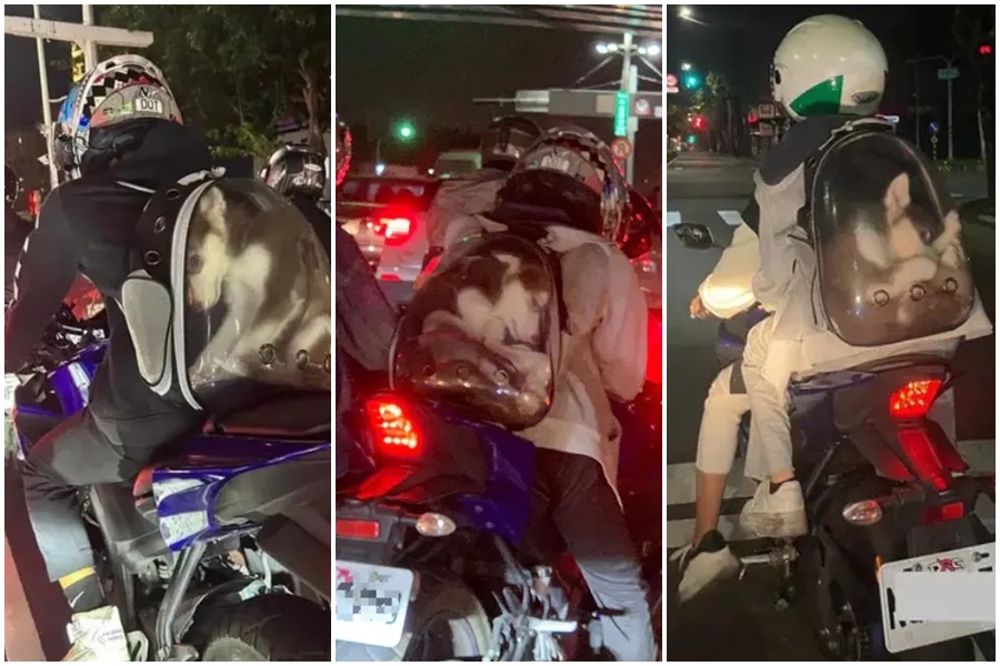 網友痛批，該騎士並非第一次「塞」哈士奇在小包包裡。（翻攝自Dcard）