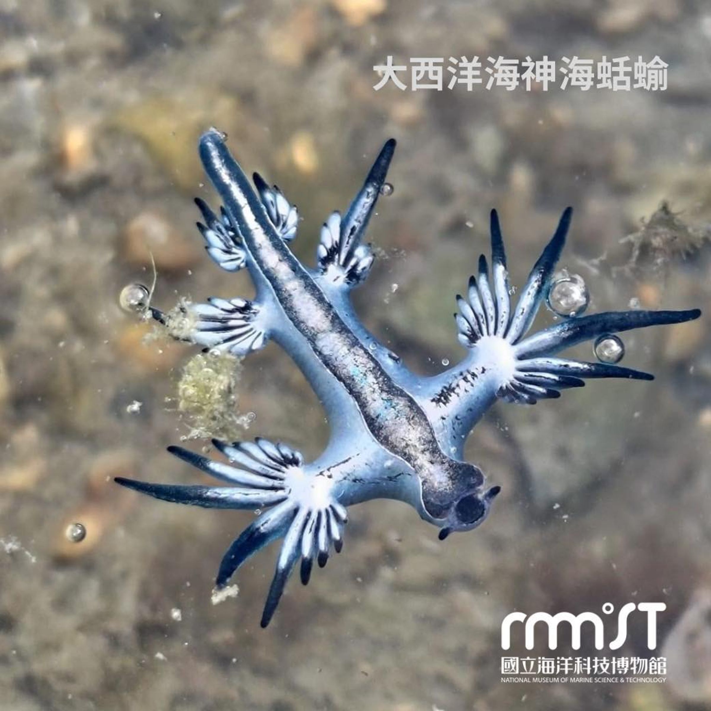 志工21日在基隆八斗子潮間帶發現大西洋海神海蛞蝓的蹤影。(翻攝自國立海洋科技博物館臉書)