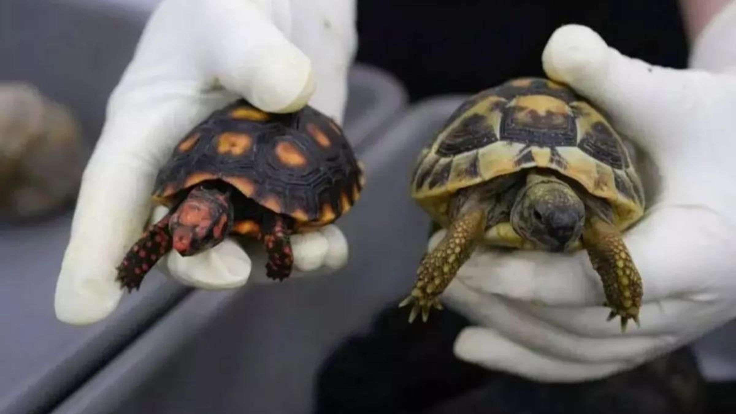 中國深圳海關日前在無申報通道攔截一起活體動物走私案,涉案女子企圖利用寬鬆長裙與緊身褲掩護,在雙腿綁上58隻活陸龜入境。(翻攝自極目新聞)