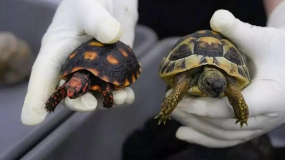 中國深圳海關日前在無申報通道攔截一起活體動物走私案,涉案女子企圖利用寬鬆長裙與緊身褲掩護,在雙腿綁上58隻活陸龜入境。(翻攝自極目新聞)