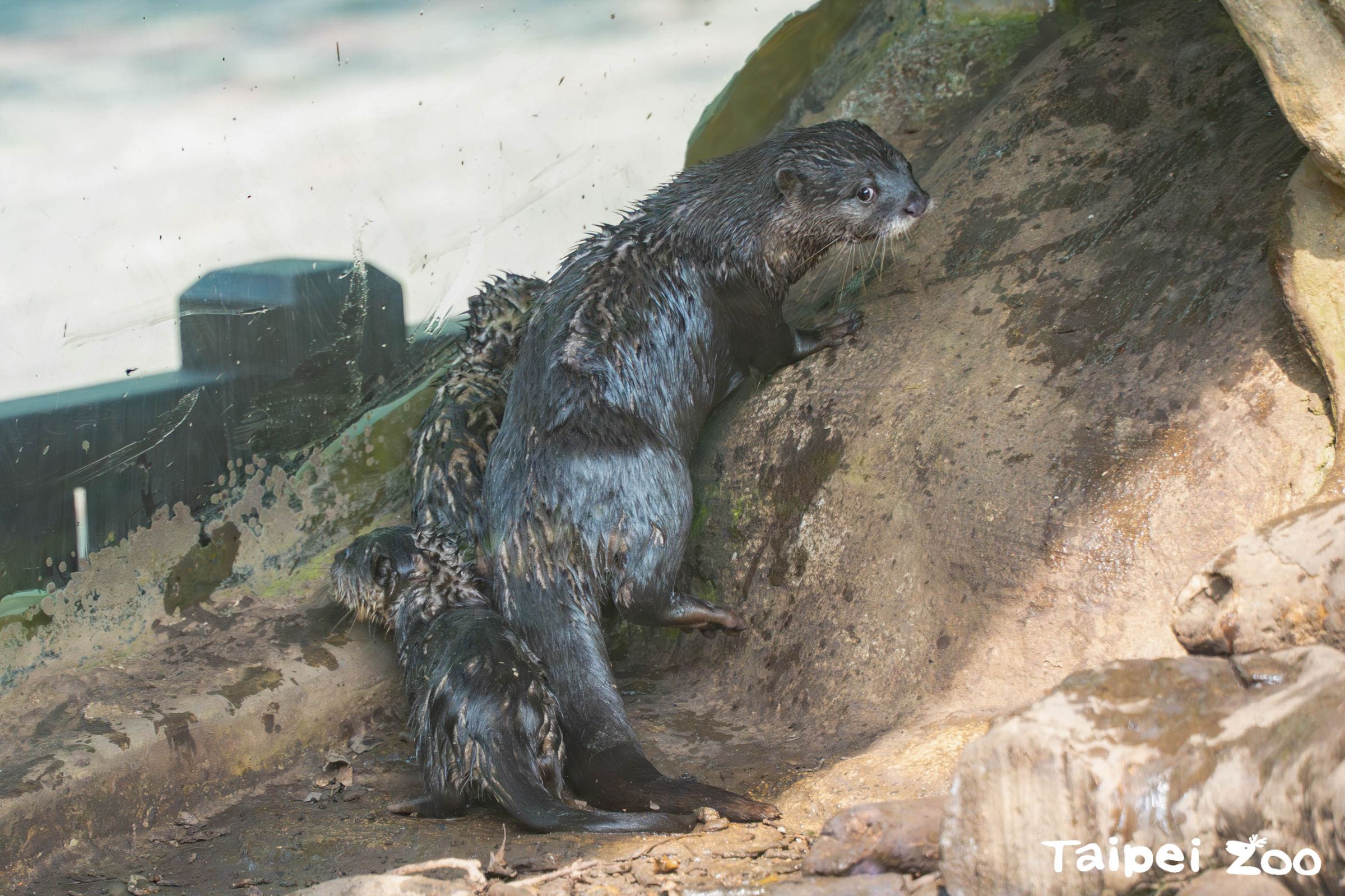 水獺寶寶出來探索環境學走學爬坡。（台北市立動物園提供）