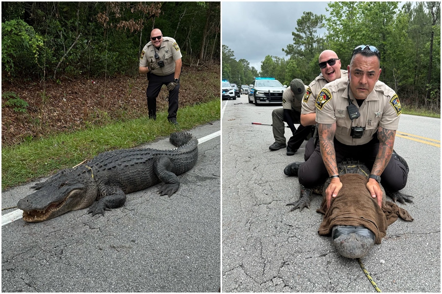 美國北卡羅來納州日前出現一隻長達3公尺、重達181公斤的巨型鱷魚Pepe。（翻攝自Onslow County Sheriff's Office臉書）