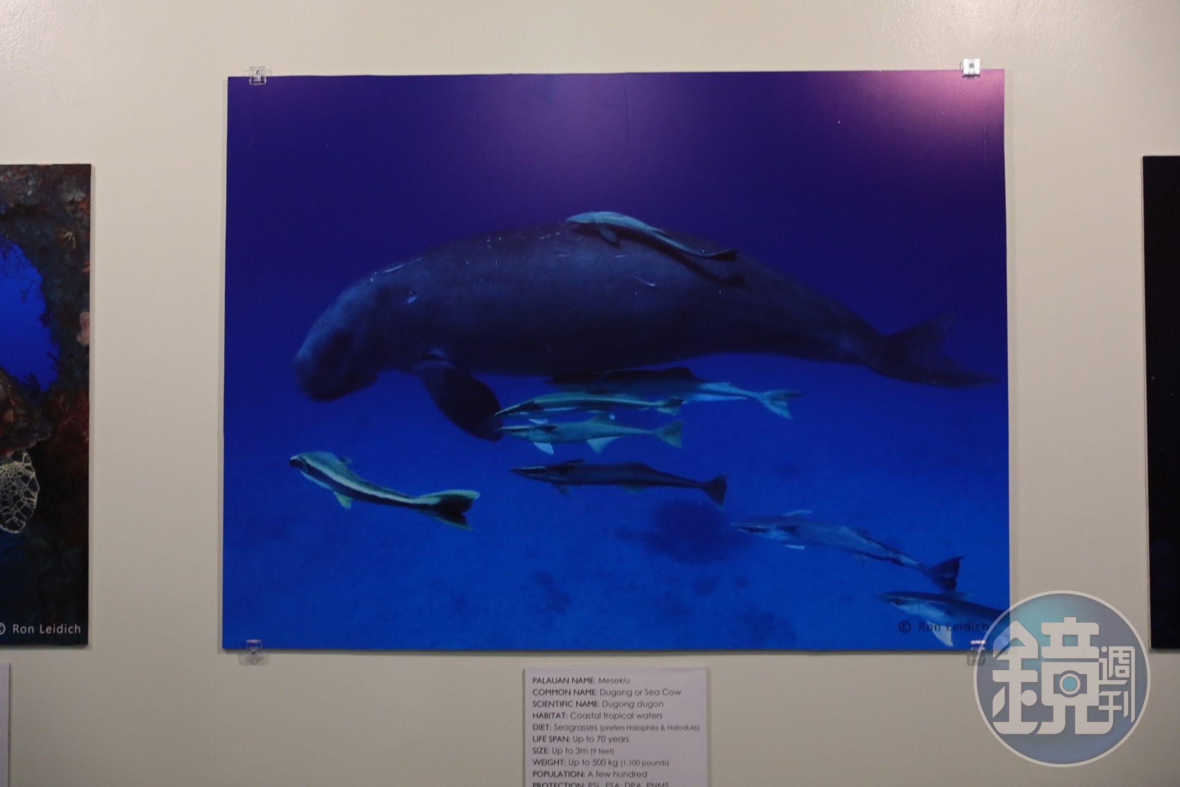 帛琉國家歷史博物館內也展出許多海底生物照片,讓參觀者能夠更了解海洋中的生物。