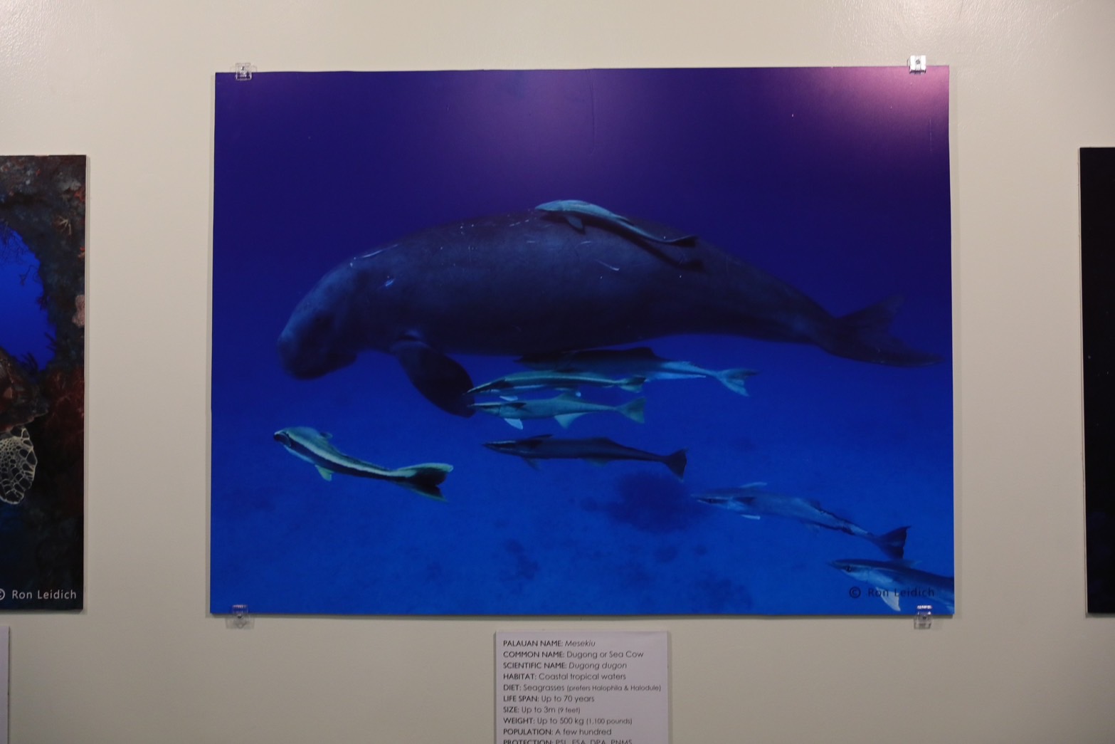 帛琉國家歷史博物館內也展出許多海底生物照片，讓參觀者能夠更了解海洋中的生物。