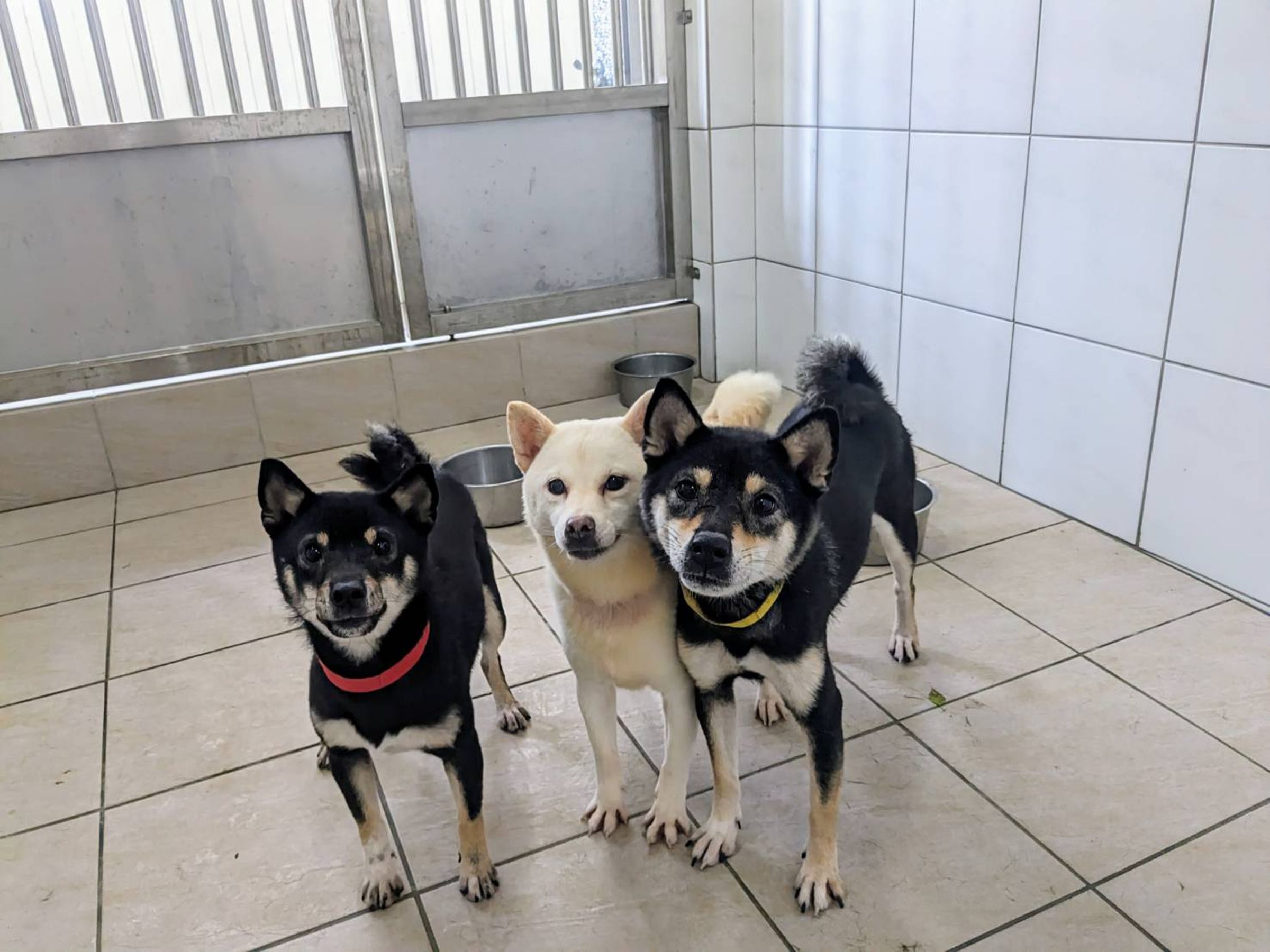 37毛孩將於1月22日公開認養,包含13隻柴犬、19隻博美犬、3隻貴賓犬和2隻米克斯犬。(新竹縣動保所提供)