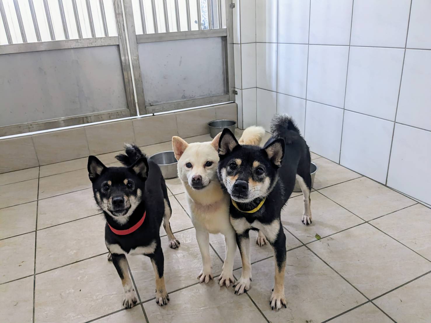 37毛孩將於1月22日公開認養,包含13隻柴犬、19隻博美犬、3隻貴賓犬和2隻米克斯犬。(新竹縣動保所提供)