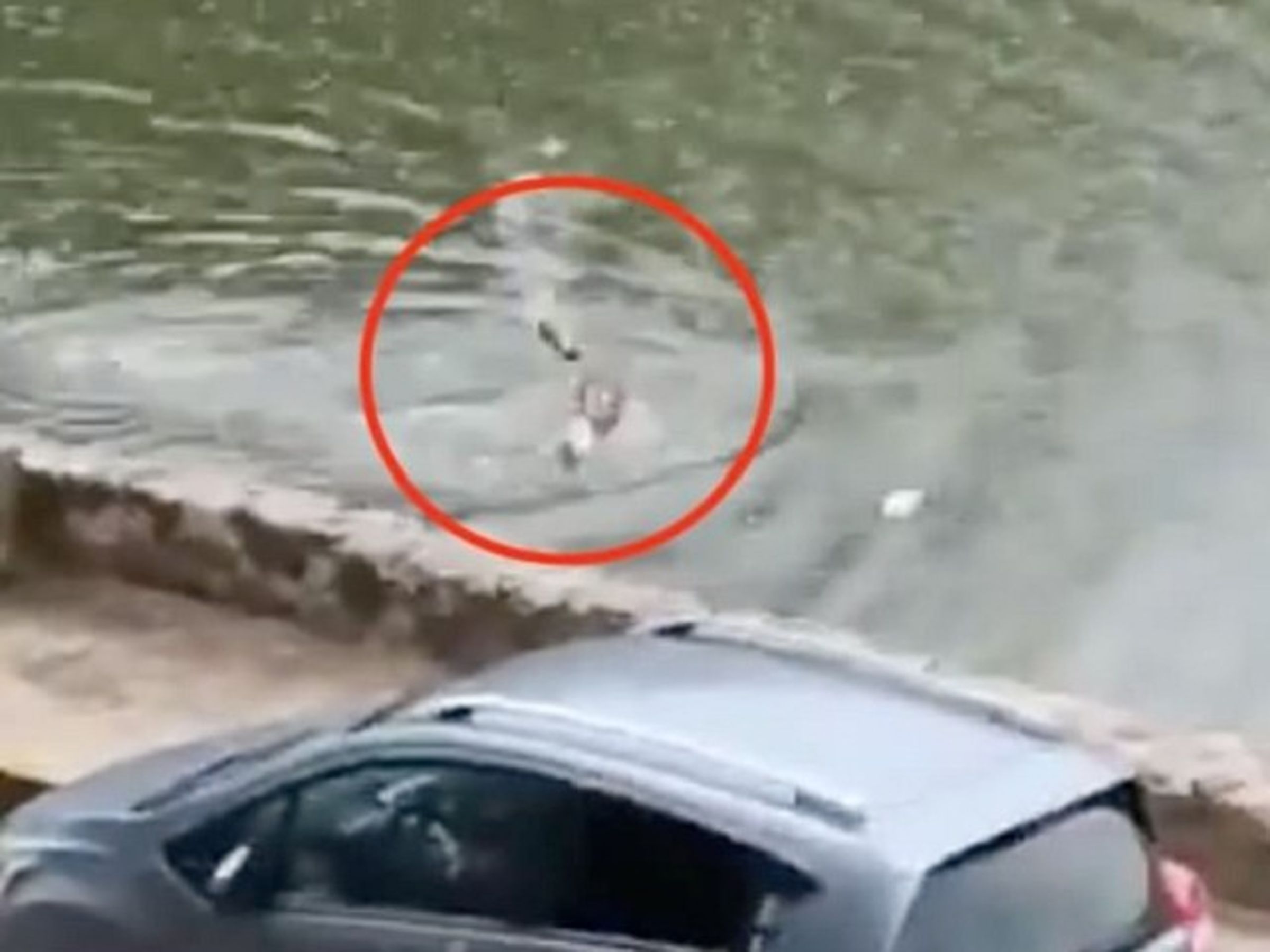 人跟鱷魚決賽游泳,鹿死誰手?鄉民圍觀驚呼「他死定了」!(翻自《每日郵報》)