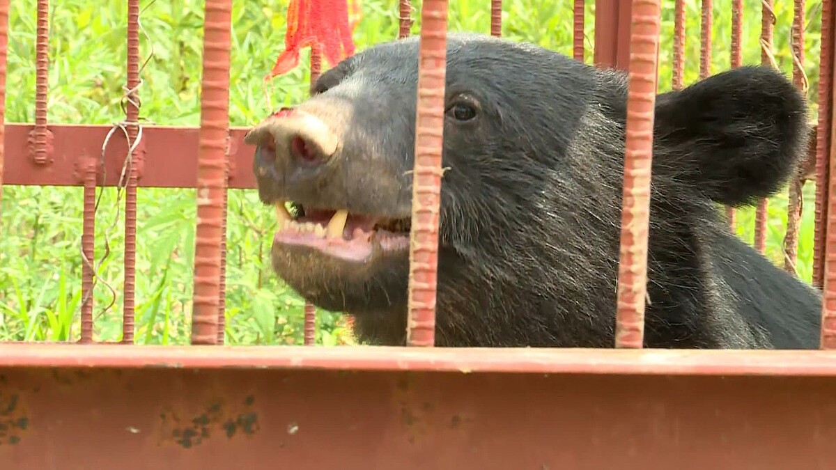 東京都青梅市停車場驚見幼熊奔跑穿越。（翻攝自X）