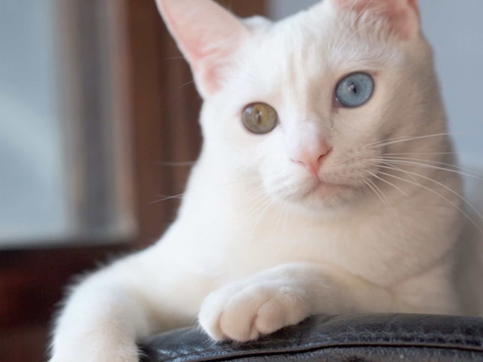 毛孩用藥犯眾怒1/新制未上路毛孩用藥已拉警報 醫憂無氧可用