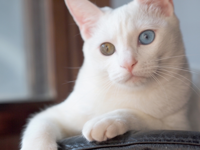 動物用藥新制還未正式上路，獸醫已經面臨叫不到氧氣瓶的窘境。（翻攝自photoAC）