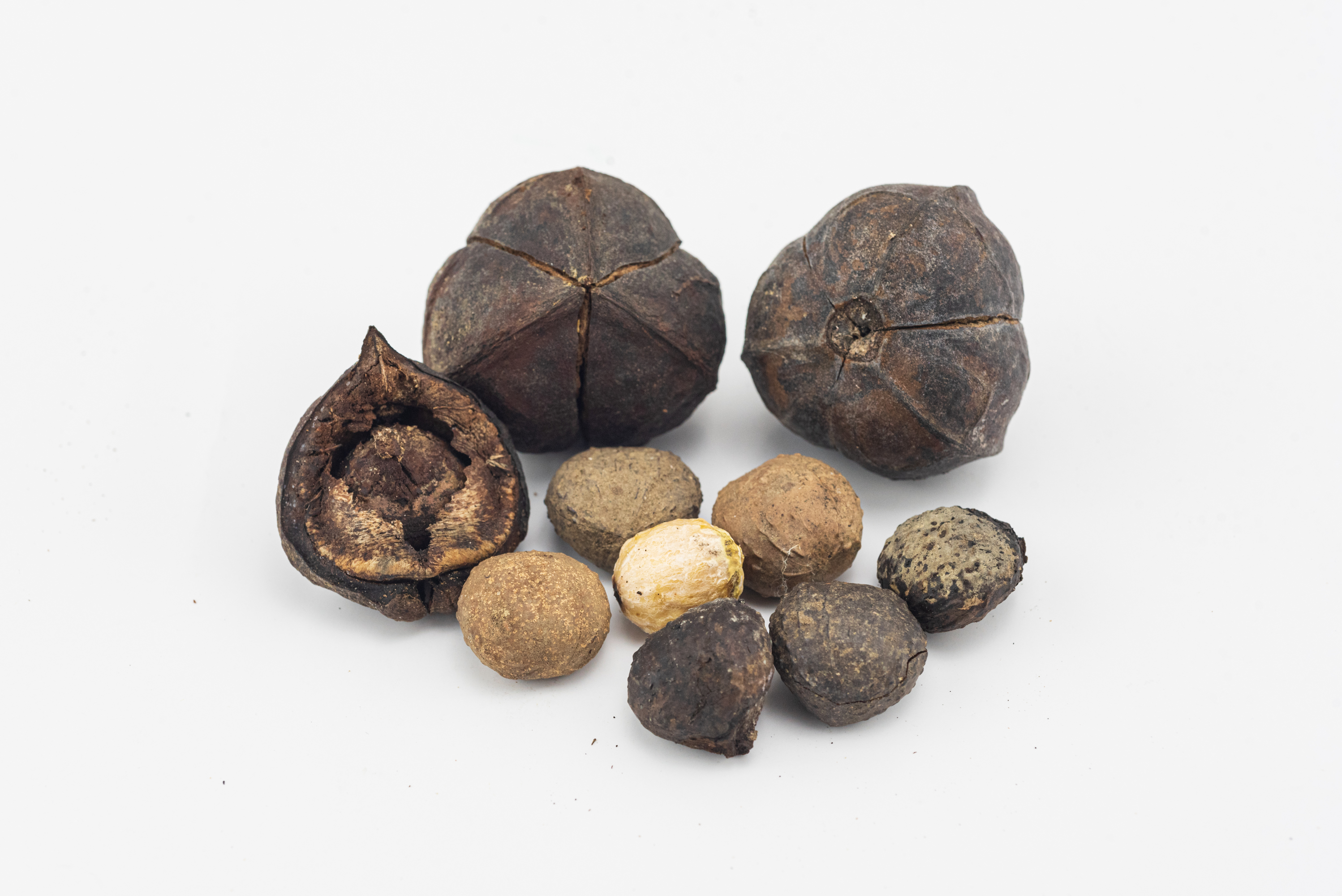 苗栗5名國中生撿拾校內油桐子食用，不久後出現中毒症狀送醫。（翻攝自國立臺灣博物館 (National Taiwan Museum)）