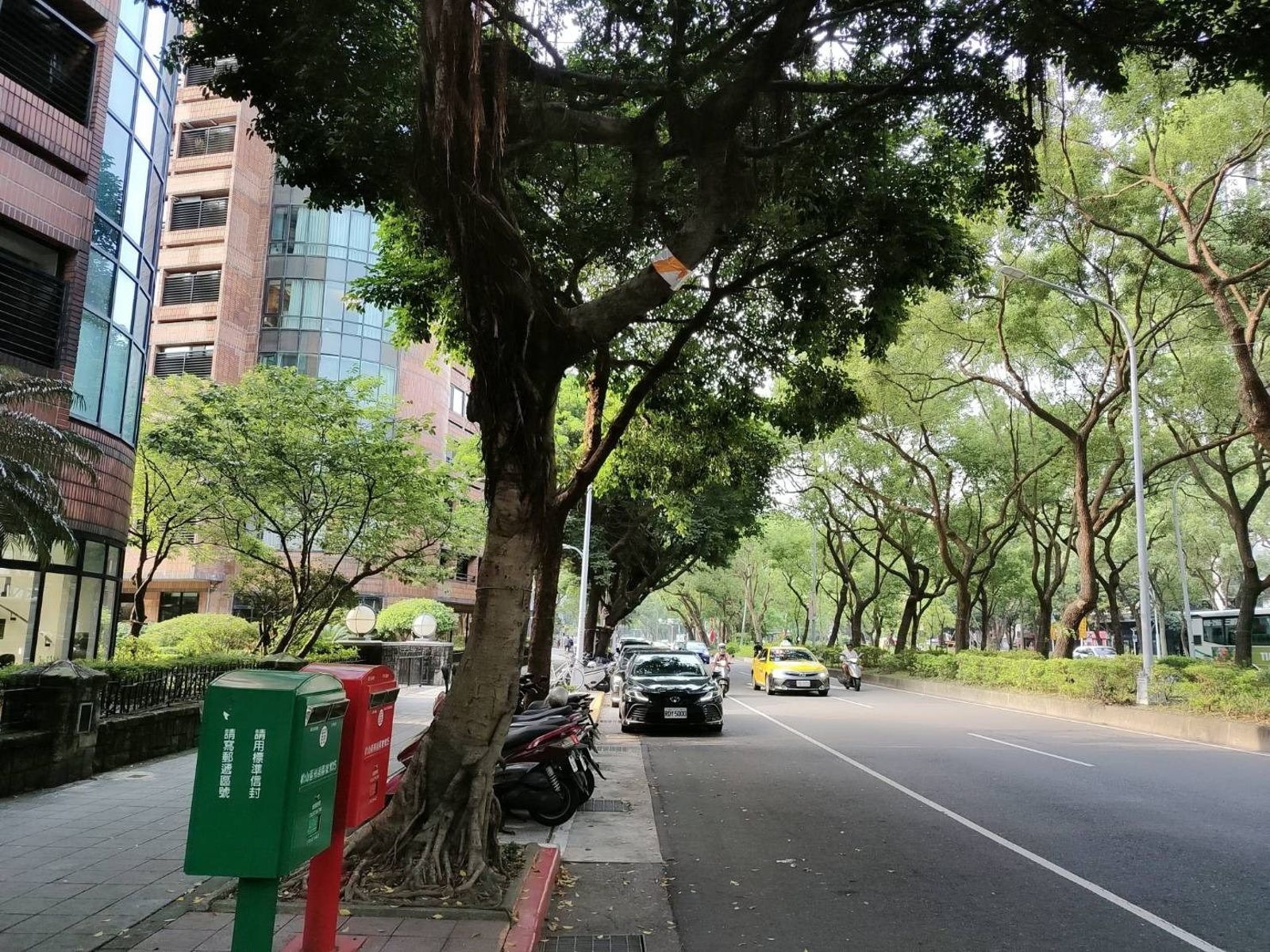 樹幹纏紅白帶是要砍樹? 北市公園處澄清:僅提醒用路安全