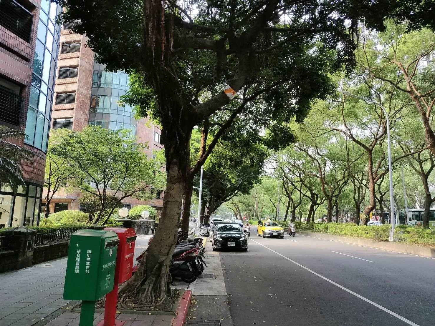 樹幹纏紅白帶是要砍樹？　北市公園處澄清：僅提醒用路安全