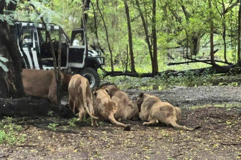 1名58歲男性飼育員在獅子園區內下車後，遭獅群攻擊撕咬致死。（翻攝畫面）