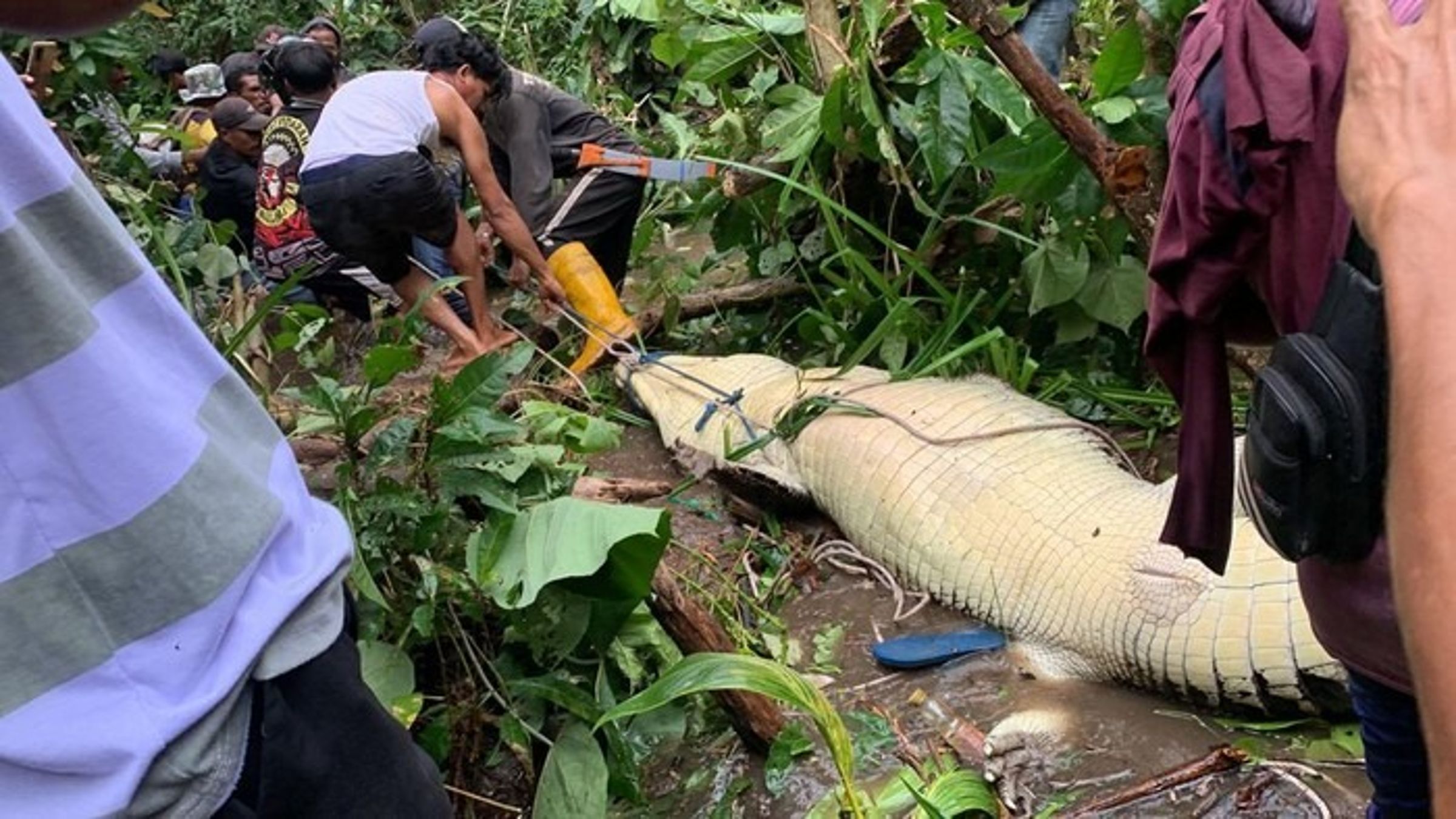 阿嬤到河邊洗東西慘被鱷魚吃了，鄉民找到「殺人凶鱷」。（翻自news.detik.com）