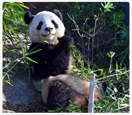 中日關係因日本首相高市早苗首相「台灣有事」表態惡化之際，東京上野動物園的龍鳳胎貓熊「曉曉」和「蕾蕾」租借期限到期，27日歸還中國。（翻攝自上野動物園官網）