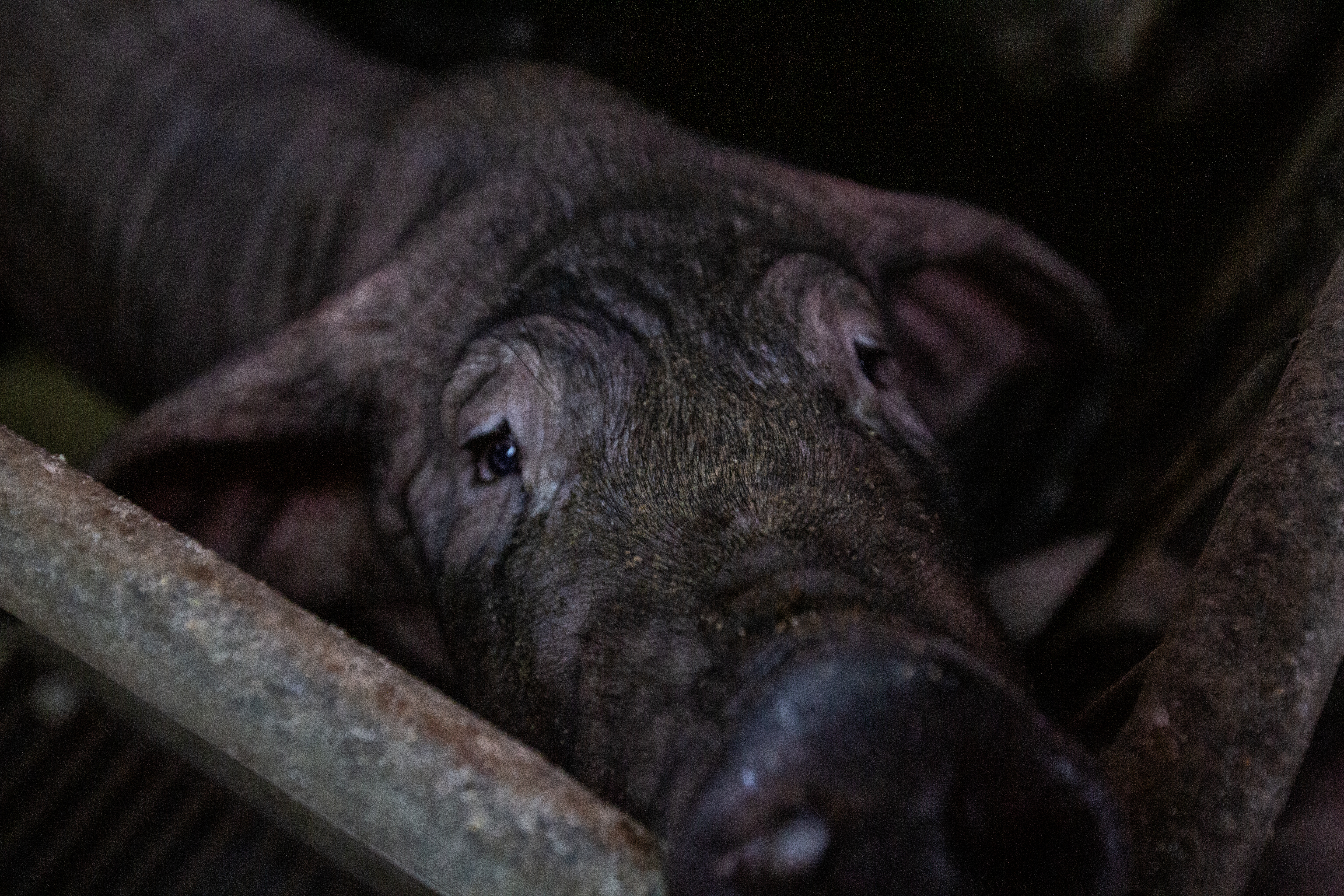 蒙特內哥羅發生非洲豬瘟案例，非洲豬瘟中央災害應變中心將加強邊境檢疫。（示意圖，本刊資料照）