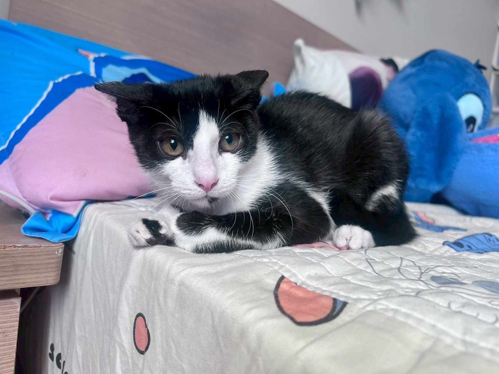 動保處稽查後，認定5隻貓遭卓男遺棄，至少開罰15萬元，並將該案移送雄檢偵辦。（圖／白喬茵辦公室提供）