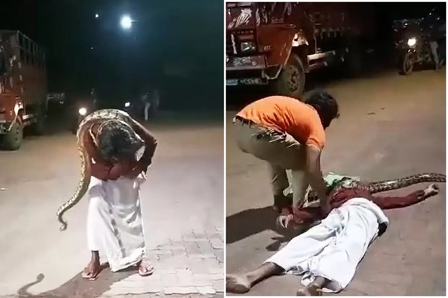 醉男與蟒蛇交纏自拍，下一秒驚悚了！當場被死死繞頸倒地。（翻自《每日星報》）