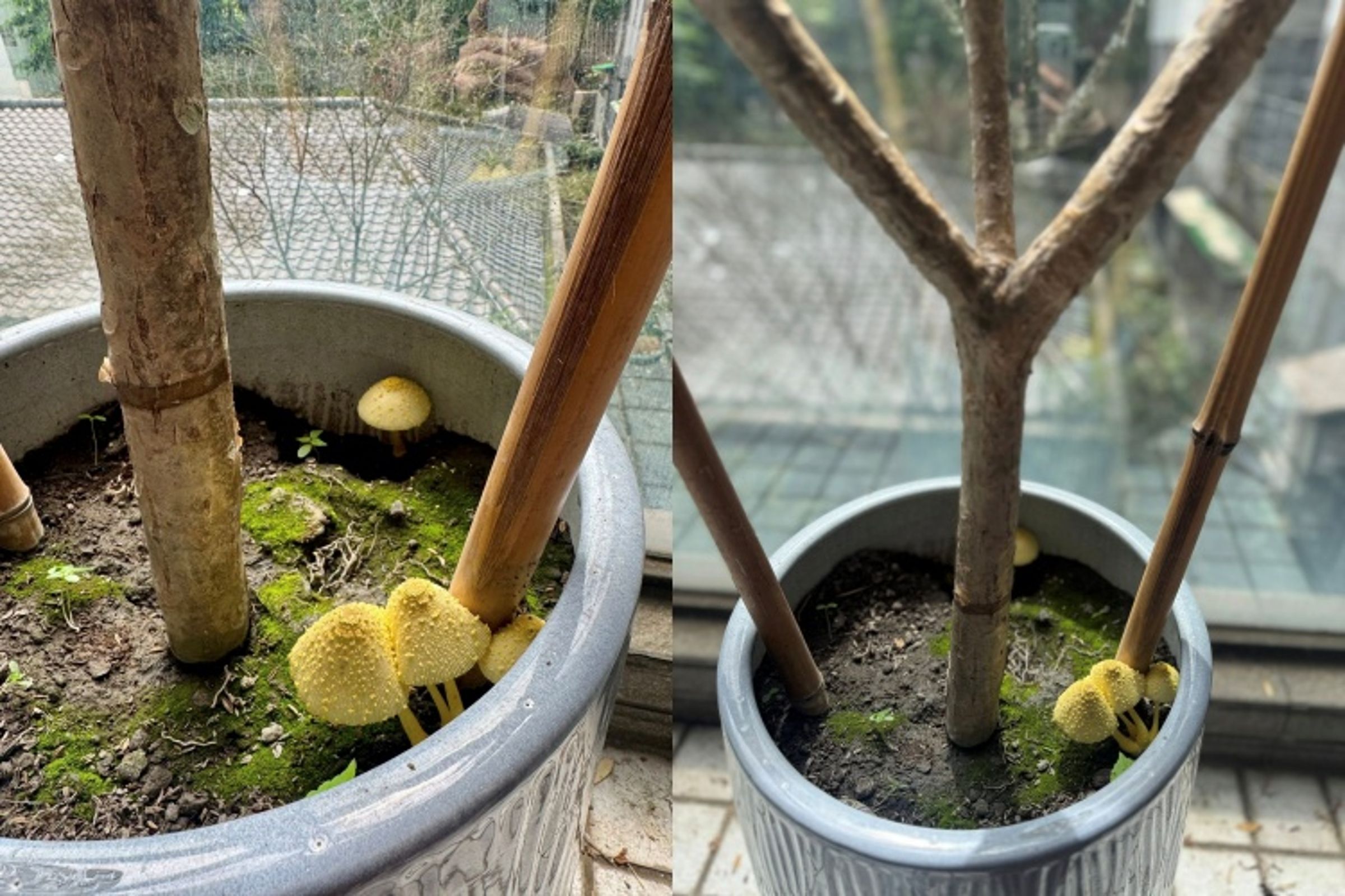 女主播劉方慈分享陽台雞蛋花盆栽長出4朵黃色菇類，內行網友指為有毒的純黃白鬼傘，提醒應戴手套拔除並調整澆水環境。（翻攝自劉方慈臉書）