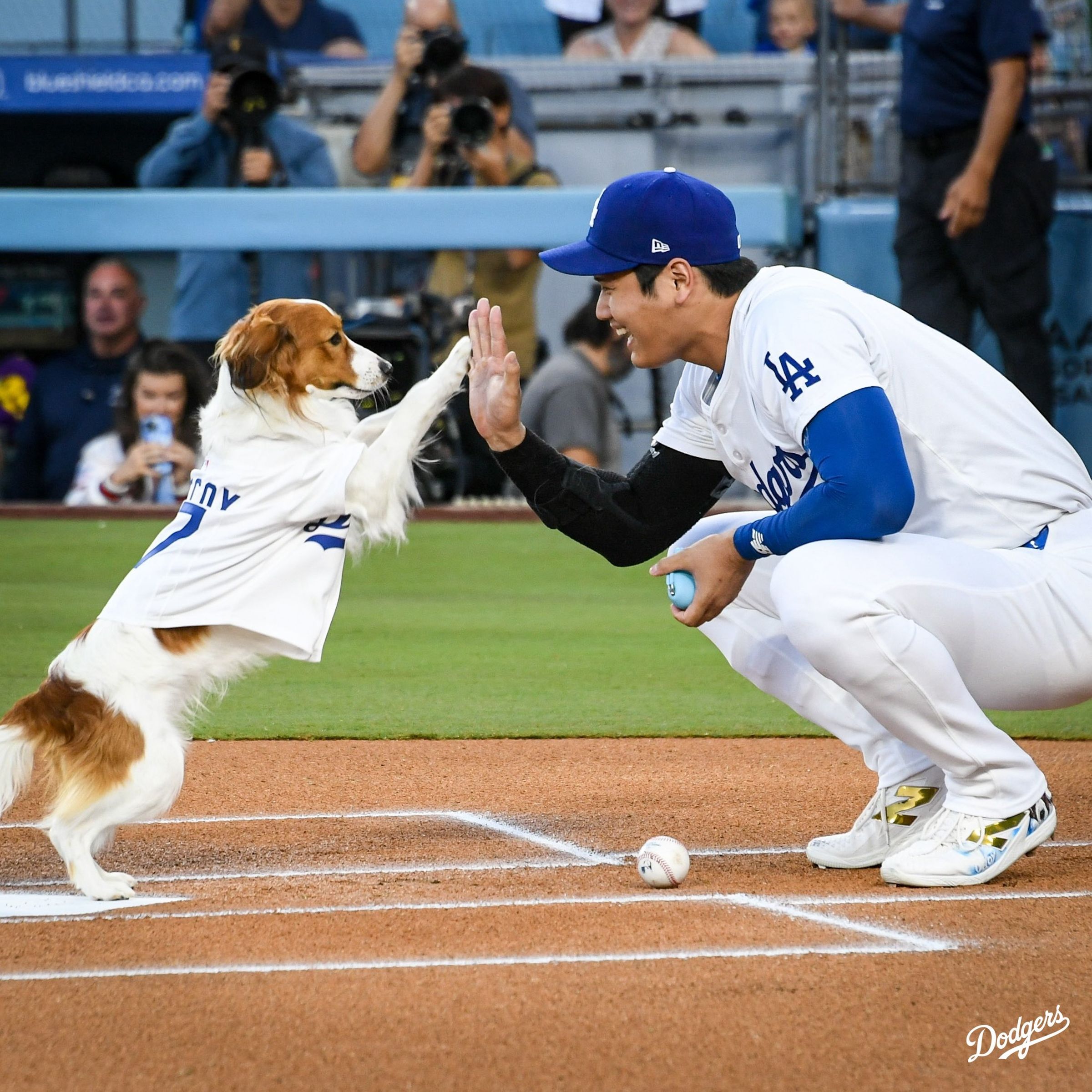 大谷翔平的愛犬Decoy受邀開球。（翻攝X@Dodgers）