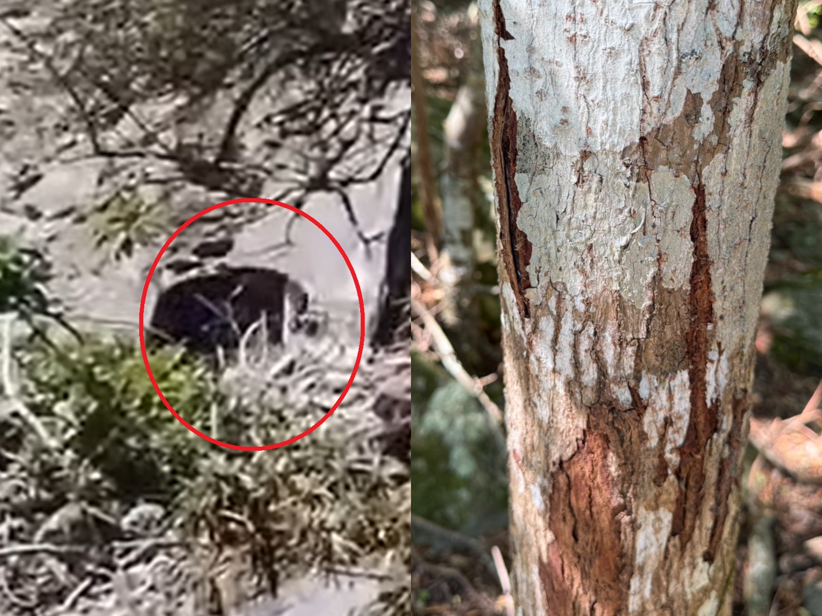 玉山國家公園粉專今日貼出黑熊出沒和樹幹留有抓痕的畫面，呼籲民眾前往登山健行，要提高警覺。（翻攝自「玉山國家公園」臉書粉專）