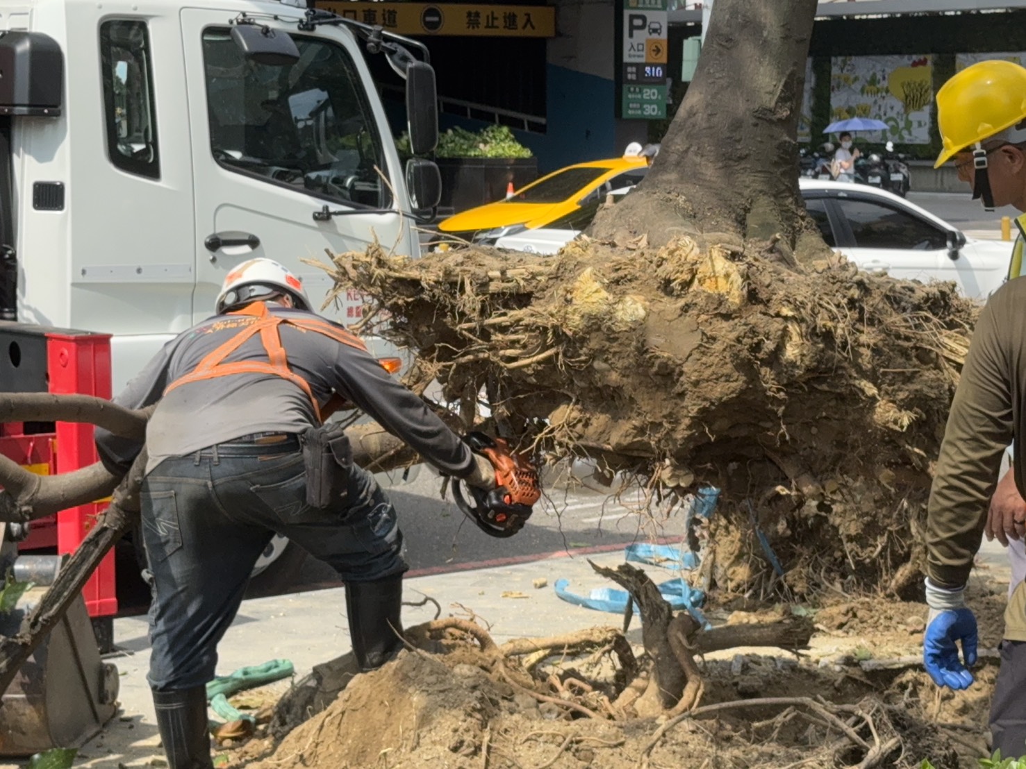 台中市府移除市民廣場路樹17棵，未事先公告、與民溝通。（市議員江肇國提供）
