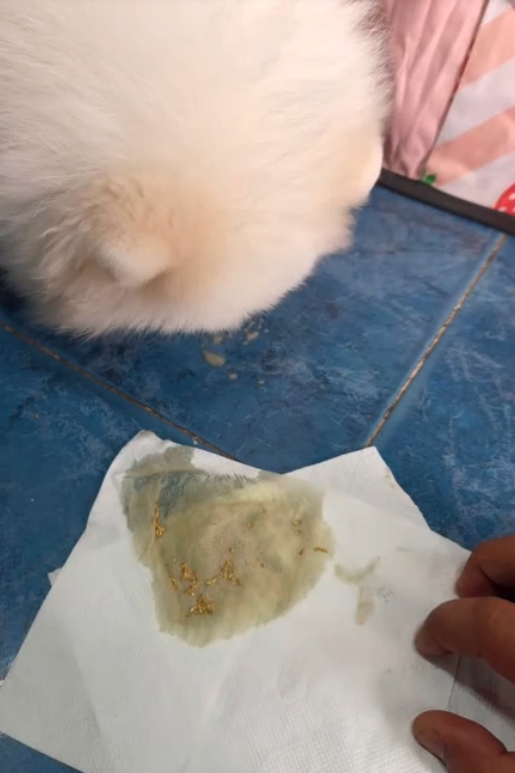 2隻毛孩陸續出現嘔吐及排泄出金碎片的異狀，2人隨即火速將牠們送往獸醫院。（翻攝自TikTok＠pompomgang888）