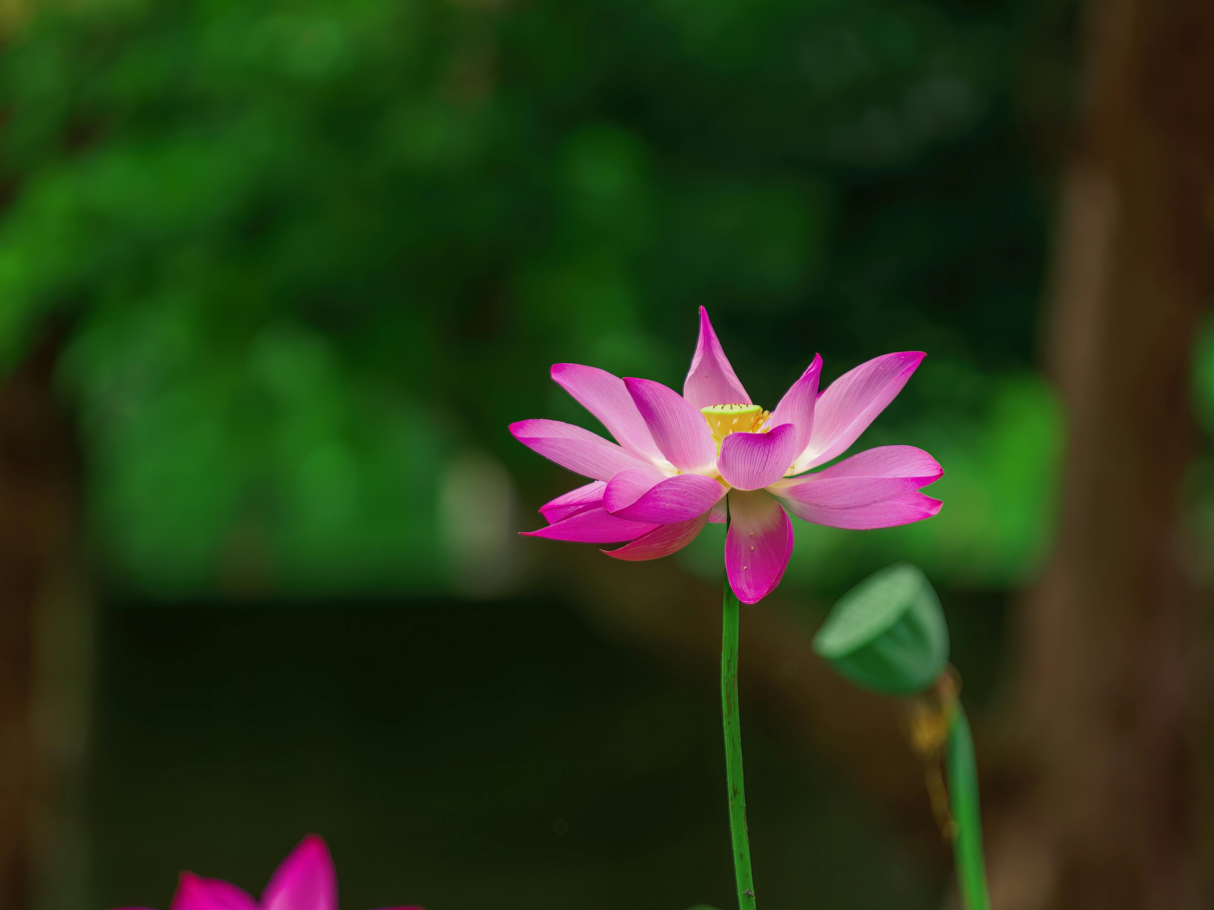 今（5）日是二十四節氣中的「立夏」，正式宣告夏天來臨。（翻攝自pexels）