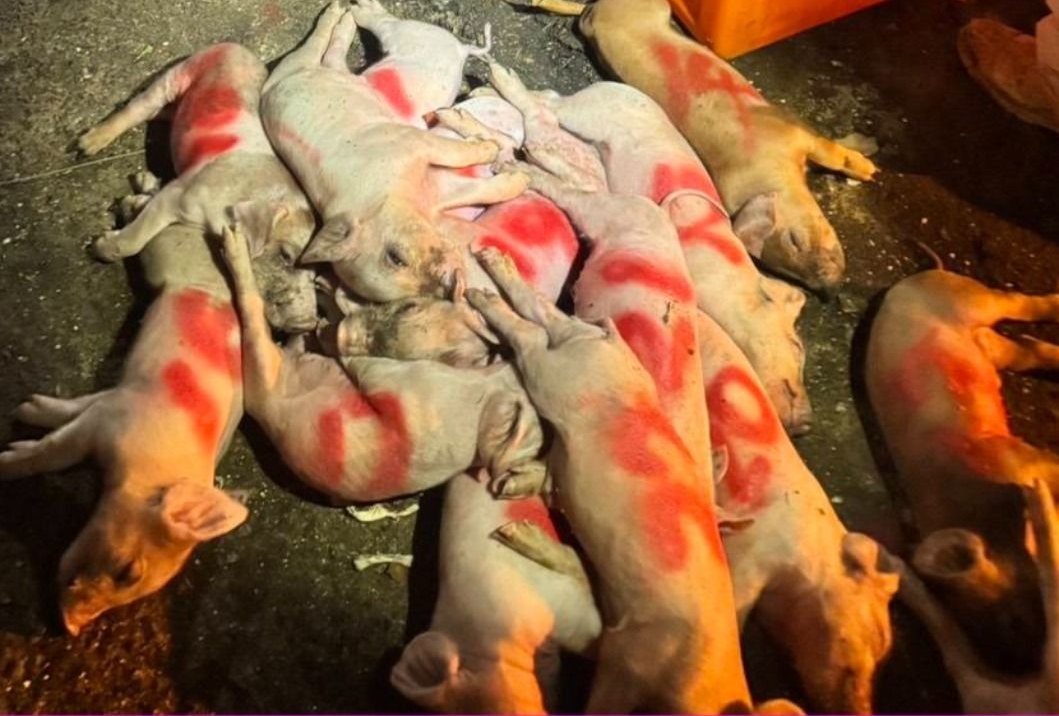 該案養豬場截至20日已累計117頭死亡。（農業部提供）