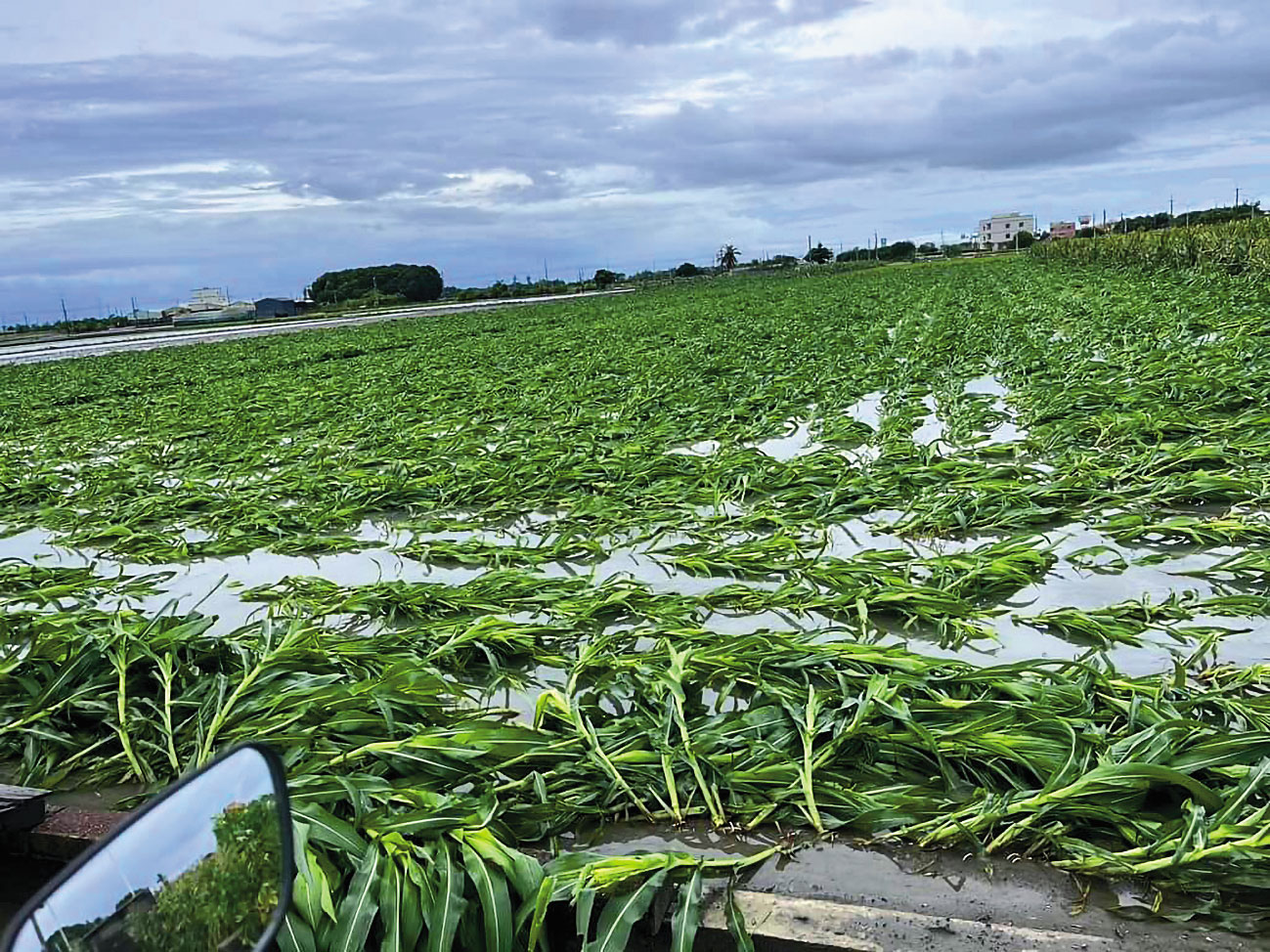 丹娜絲颱風重襲台灣西南部，雲林出現17級強陣風，農作物毀損嚴重。（農業處提供）