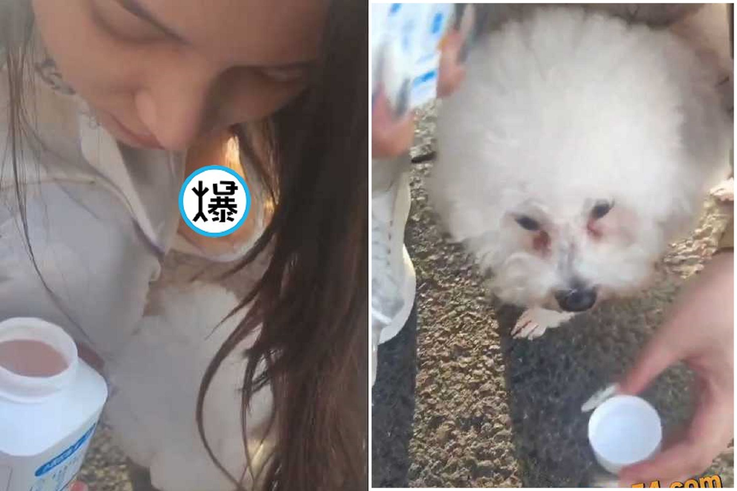 正妹愛狗影片好可愛，老司機看透驚見「內在美不單純」。（翻自《黑料網》）