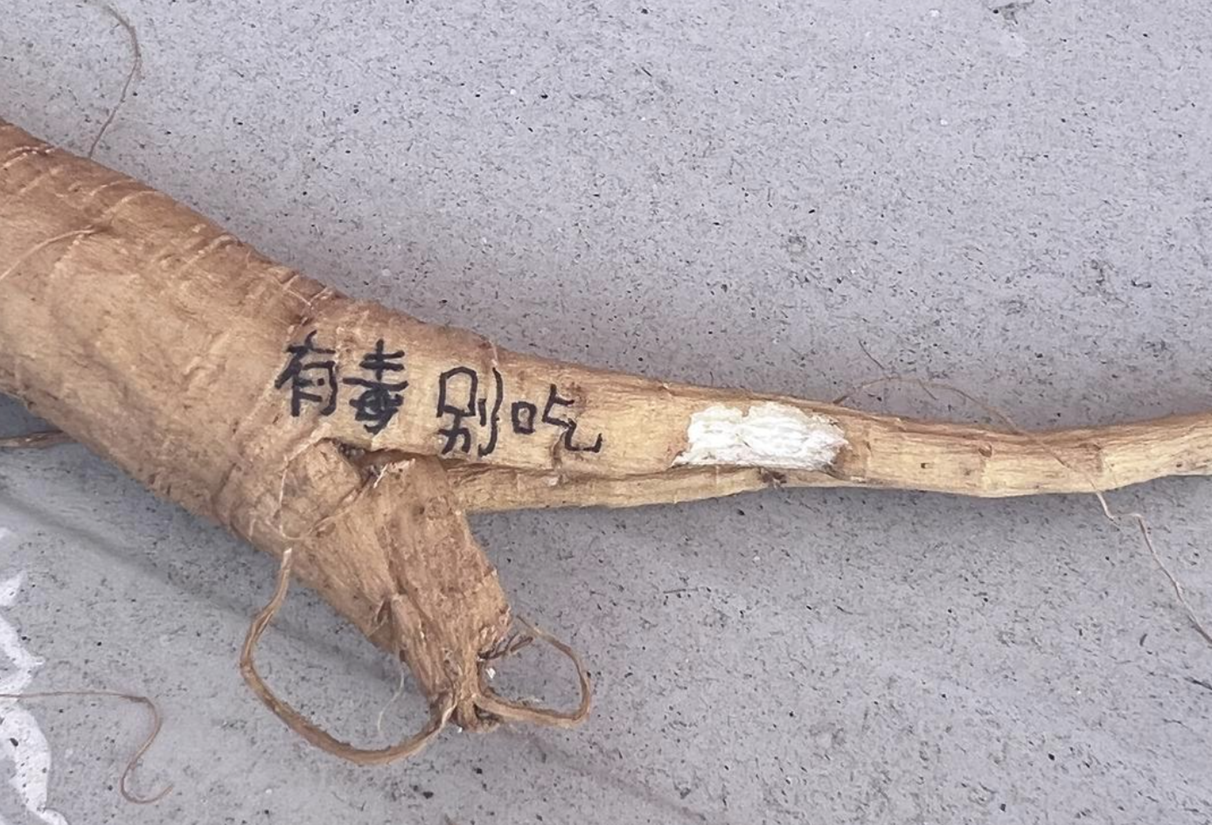 小藝誤將商陸當作人參吃下肚。(翻攝自紅星新聞)