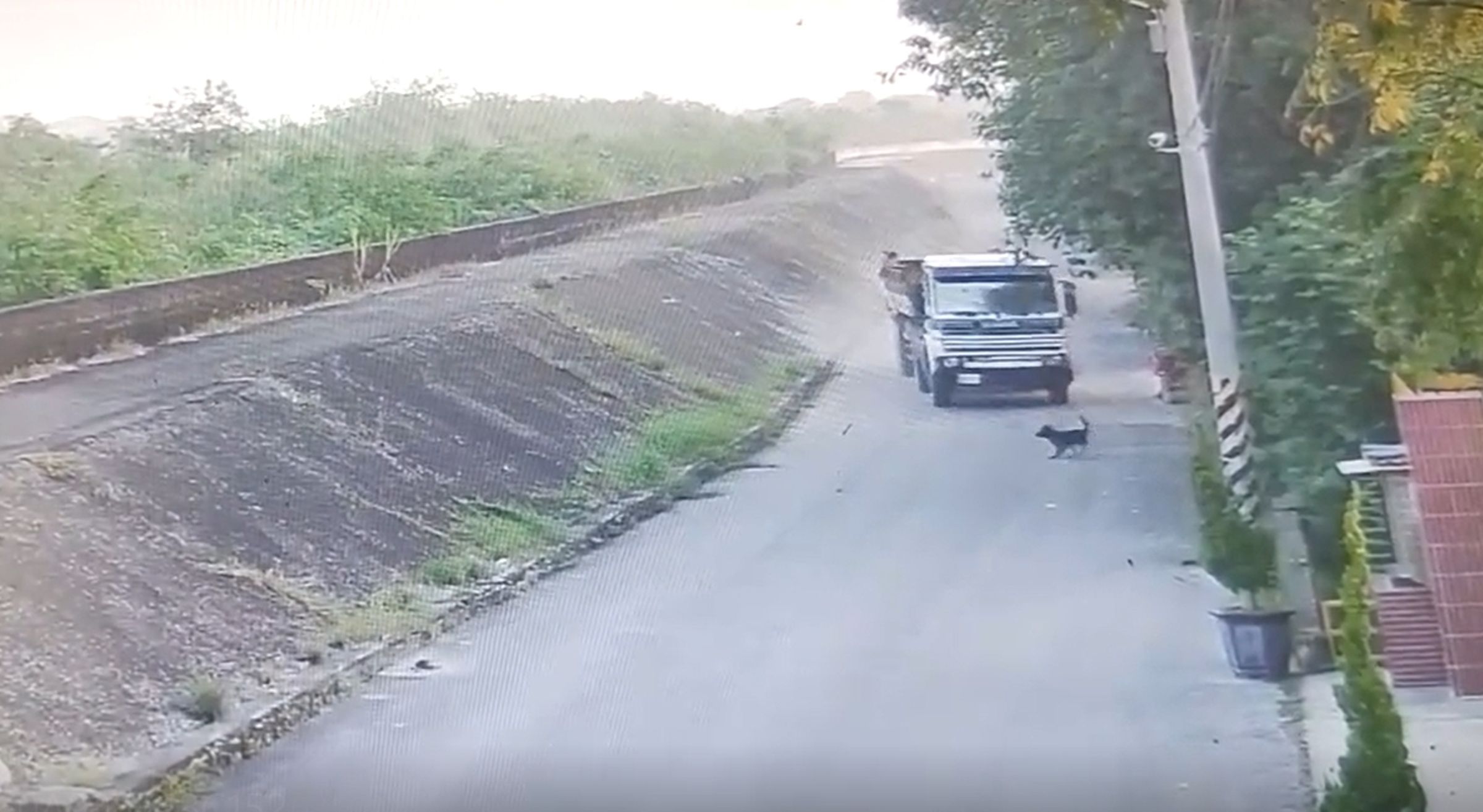 嘉義縣一輛砂石車13日清晨輾斃路邊小黑狗,肇事駕駛今天終於到案說明。(翻攝畫面)