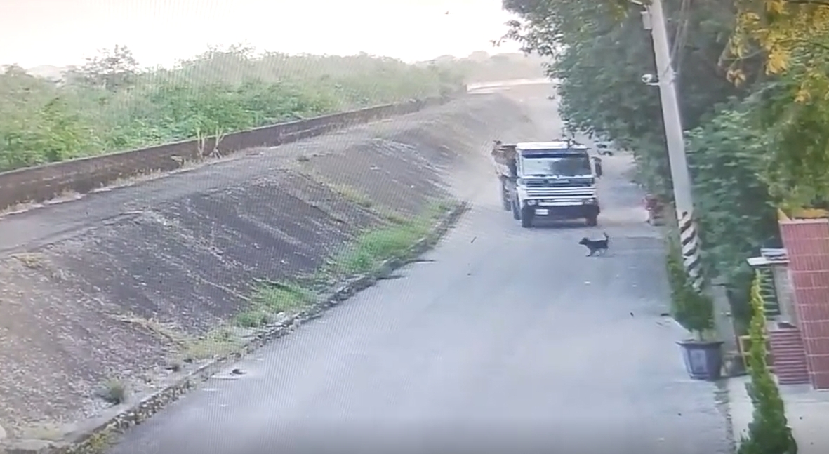 嘉義縣一輛砂石車13日清晨殘忍輾斃路邊小黑狗，警方正積極聯繫司機到案說明。（當地居民提供）