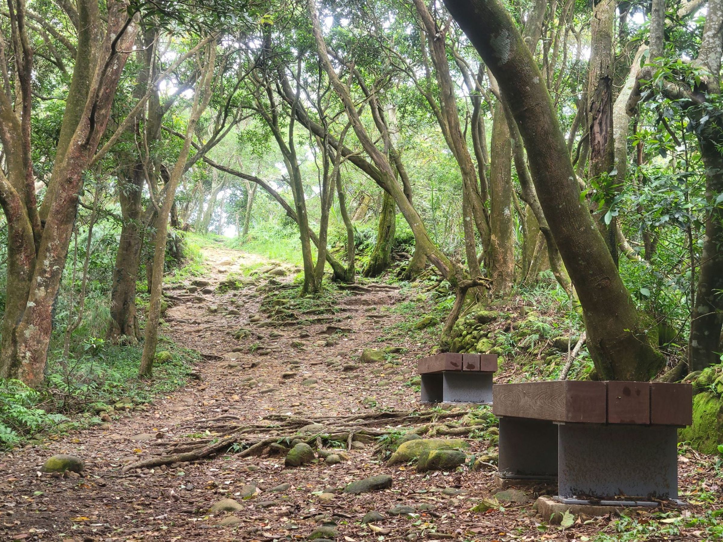 飛鳳山步道工程盡可能保留原有植被與山林風貌,兼顧生態保育與永續發展。