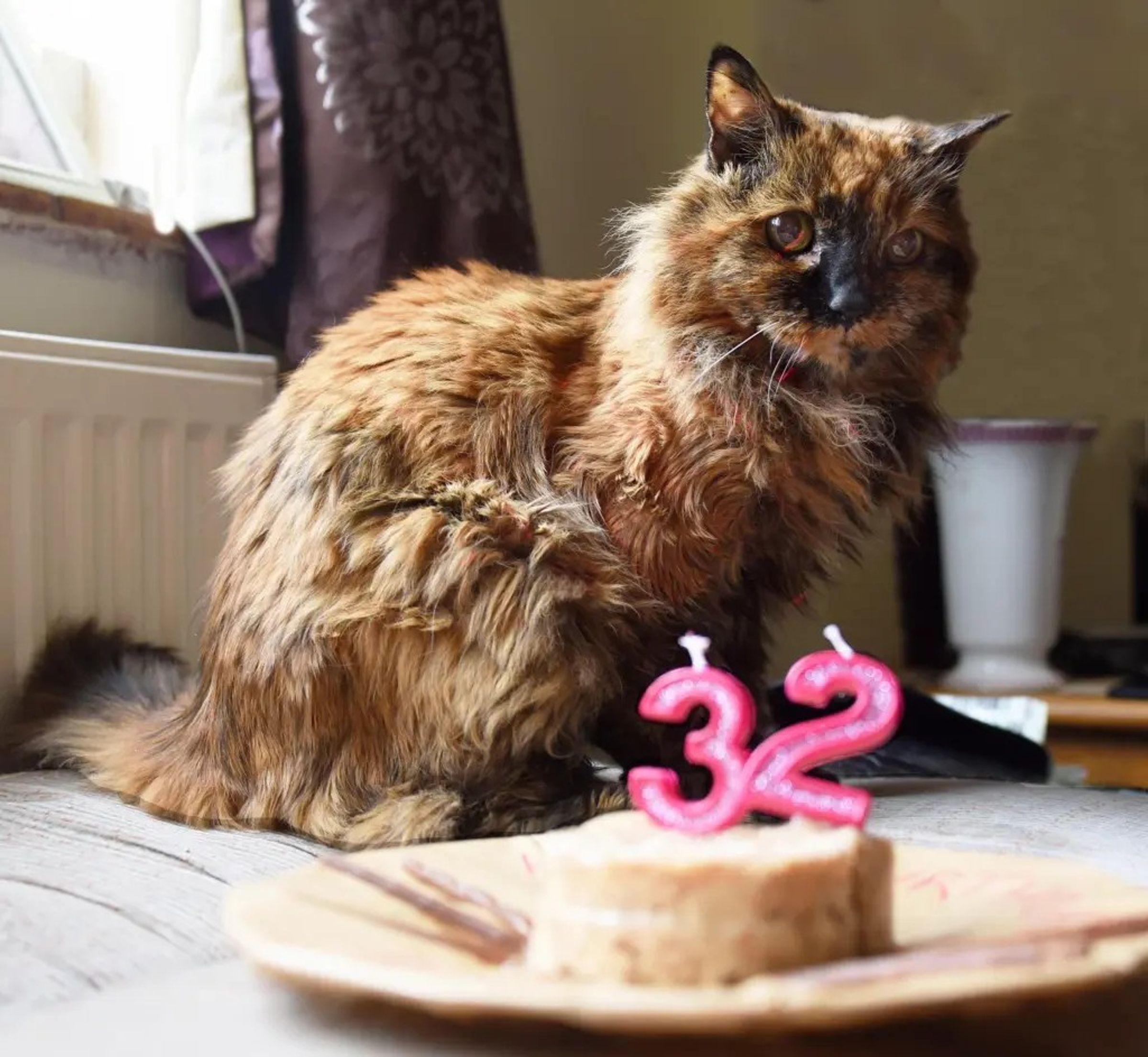 蘿西去年過32歲生日。(翻攝woopets.com)
