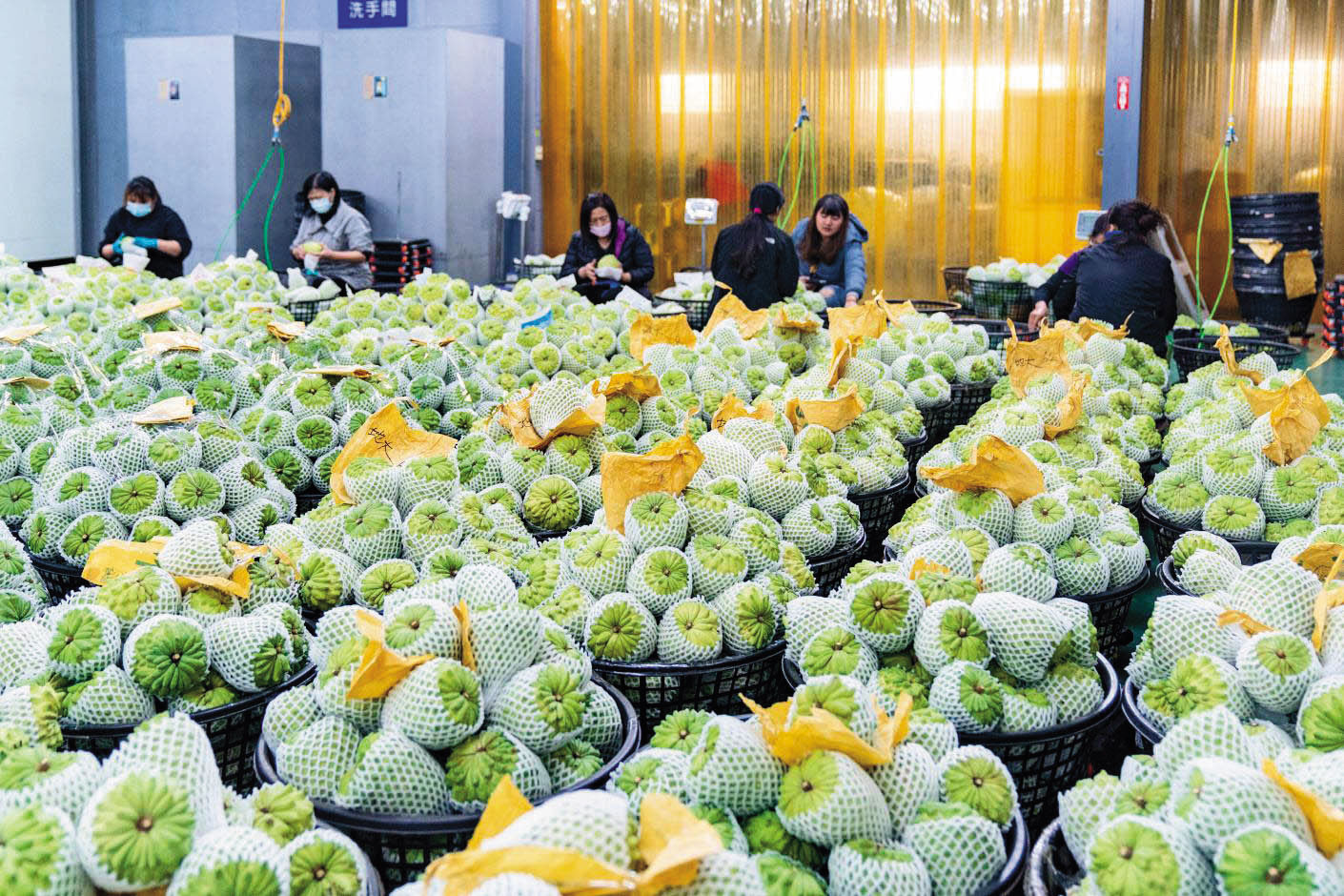 中國祭出農產品銷售、交通直航等涉台10措施。(台東縣政府提供)
