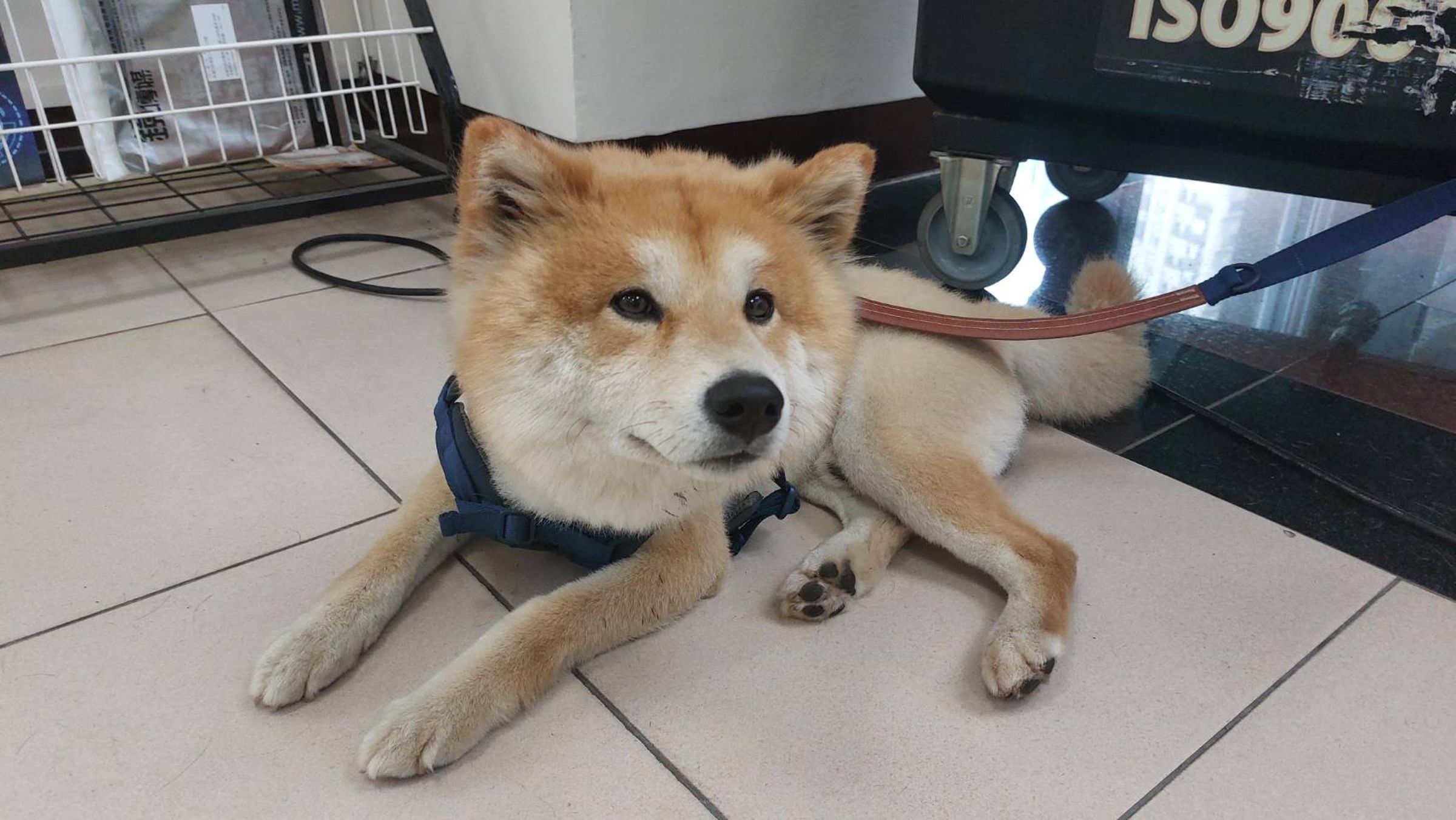 這隻柴犬毛色乾淨漂亮,疑似走失不久,警員幫牠準備狗糧與水,臨時變身中途之家。(桃園警分局提供)