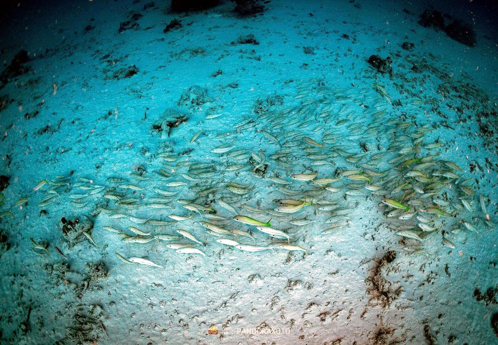 研究顯示魚類具備感知地震能力,對水中震波十分敏感。(翻設臉書@Thon Thamrongnawasawat)