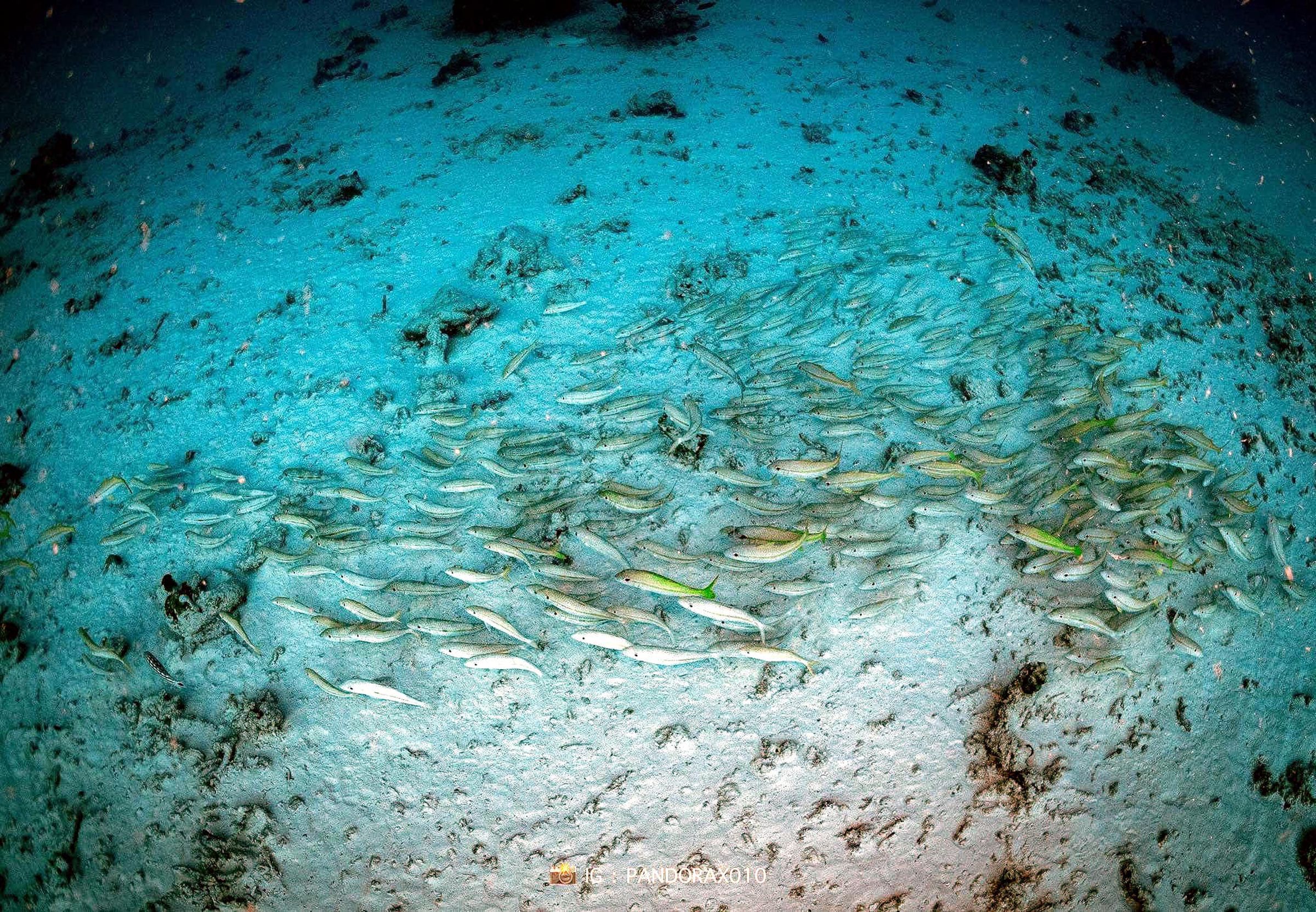 研究顯示魚類具備感知地震能力,對水中震波十分敏感。(翻設臉書@Thon Thamrongnawasawat)