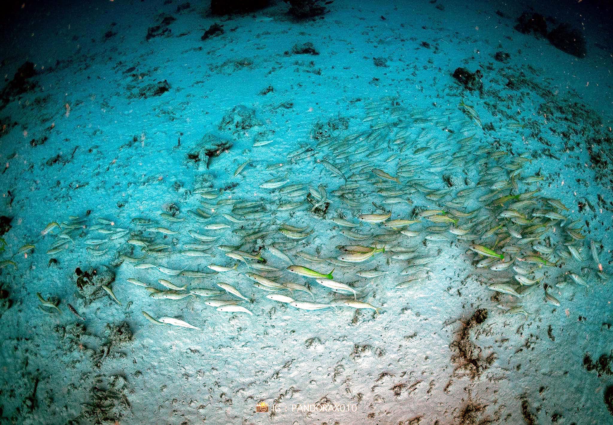 研究顯示魚類具備感知地震能力,對水中震波十分敏感。(翻設臉書@Thon Thamrongnawasawat)