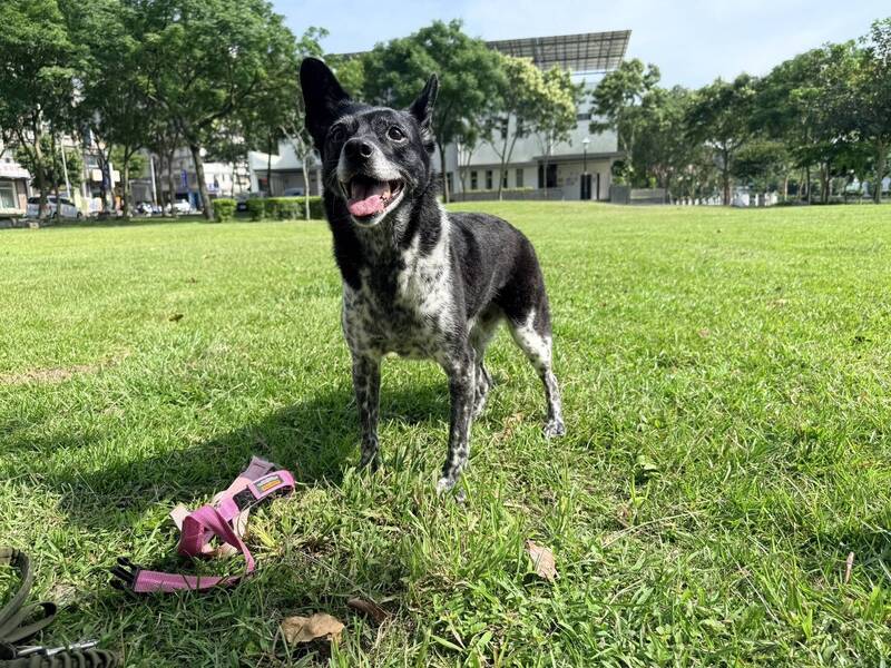 桃園一名陳小姐的愛犬「陳美琪」日前在雲林失蹤,祭出50萬元懸賞金。(陳小姐提供)