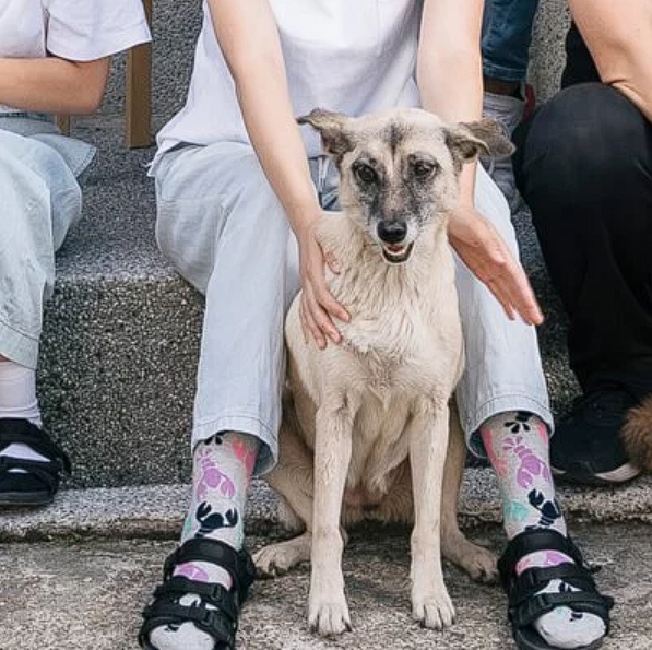 布丁原是樂陶陶中途的浪犬,現在也被收編為店狗。(翻攝自樂陶陶官網)