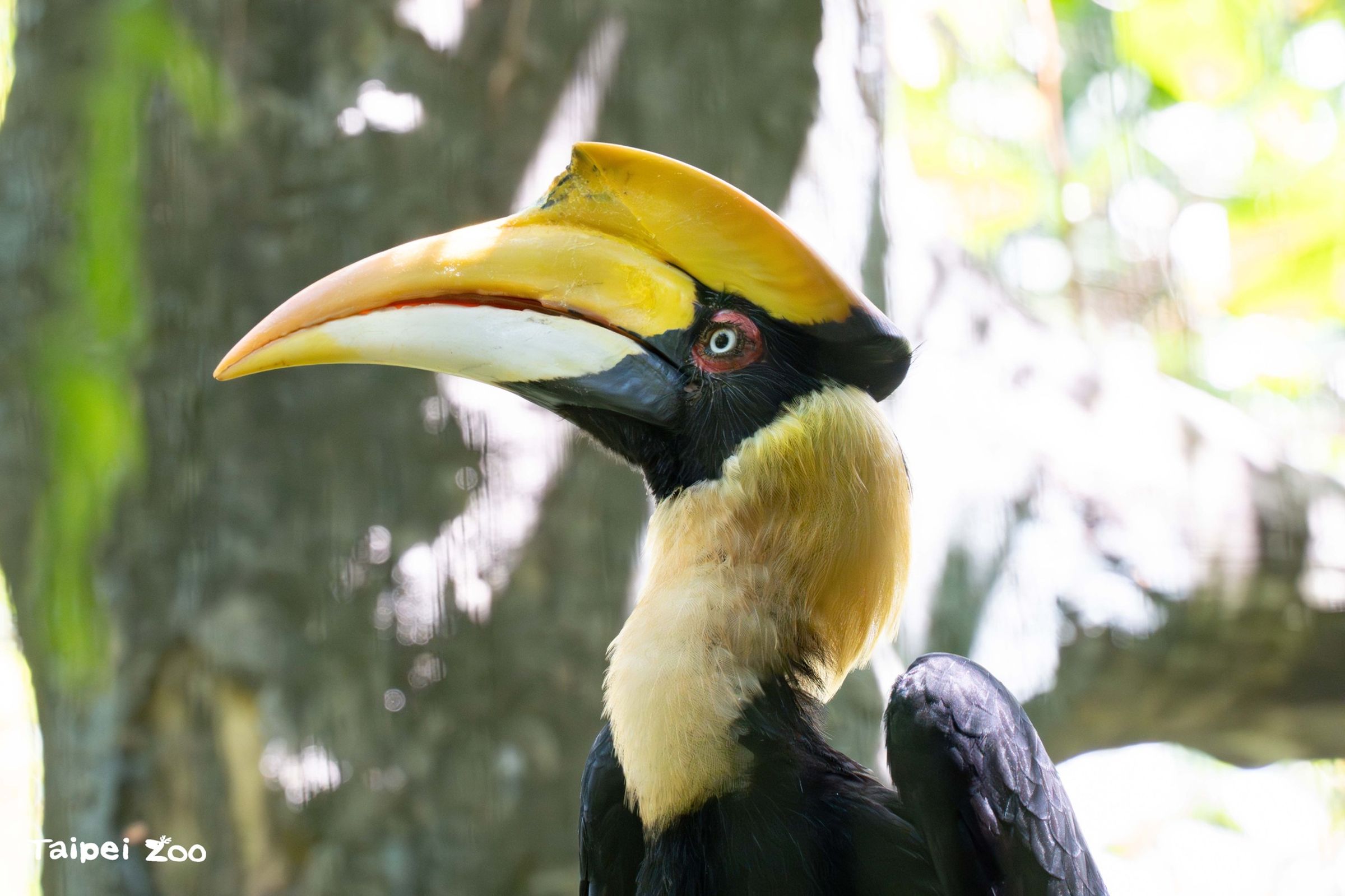雌性雙角犀鳥「白目」日前因病離世。（台北市立動物園提供）