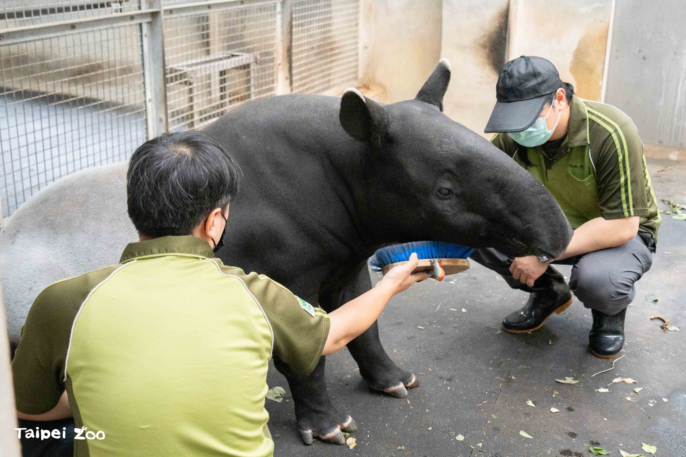 保育員用毛刷幫「貘莉」按摩 引導「貘莉」放鬆側躺 以利獸醫進行檢查。(台北市立動物園提供)