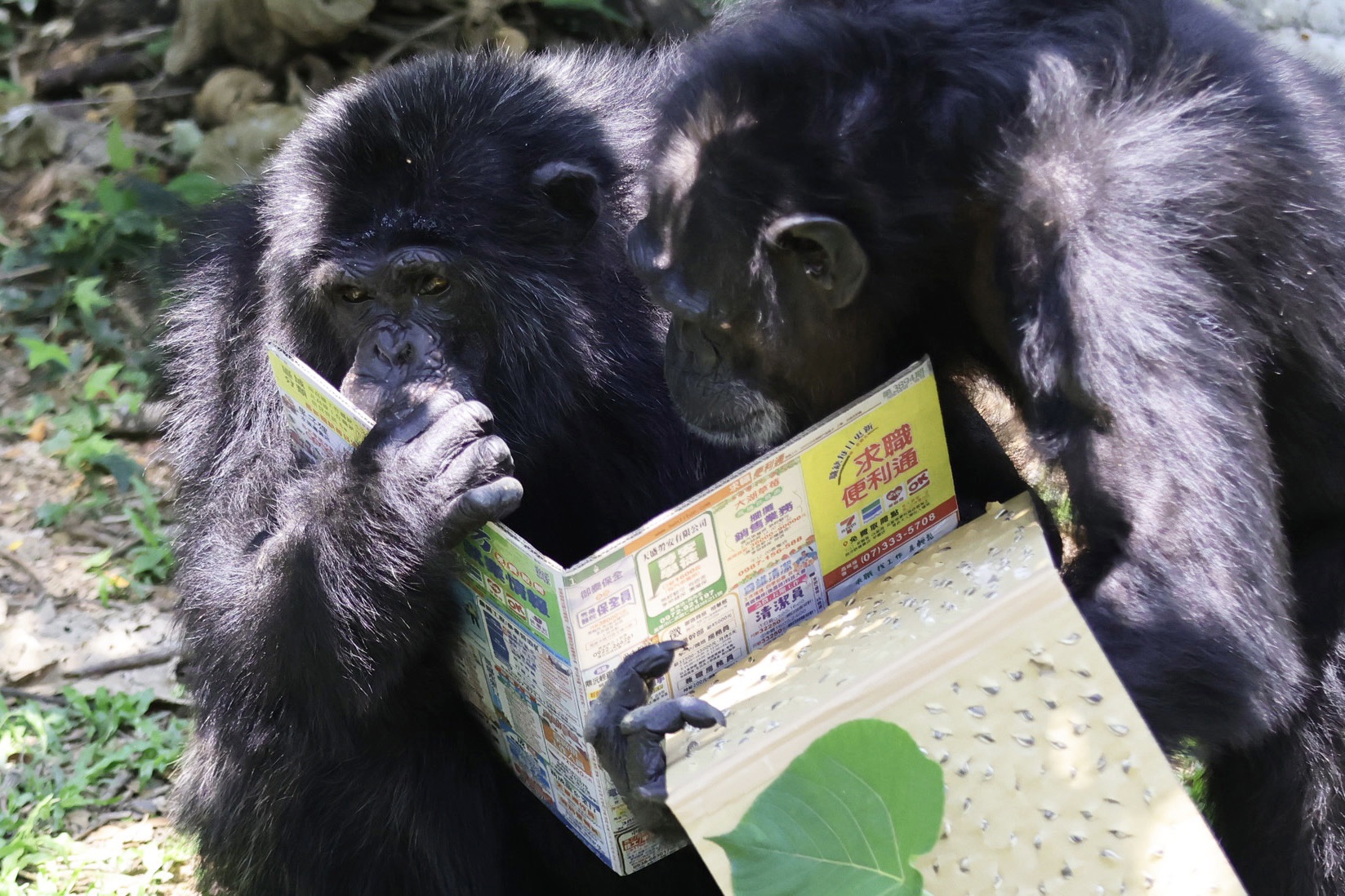 響應4月23日世界閱讀日，高雄壽山動物園特別製作「可食書」，讓黑猩猩一邊「閱讀」一邊翻找隱藏其中的葵花子。（翻攝自臉書／Shou Shan Zoo 壽山動物園）