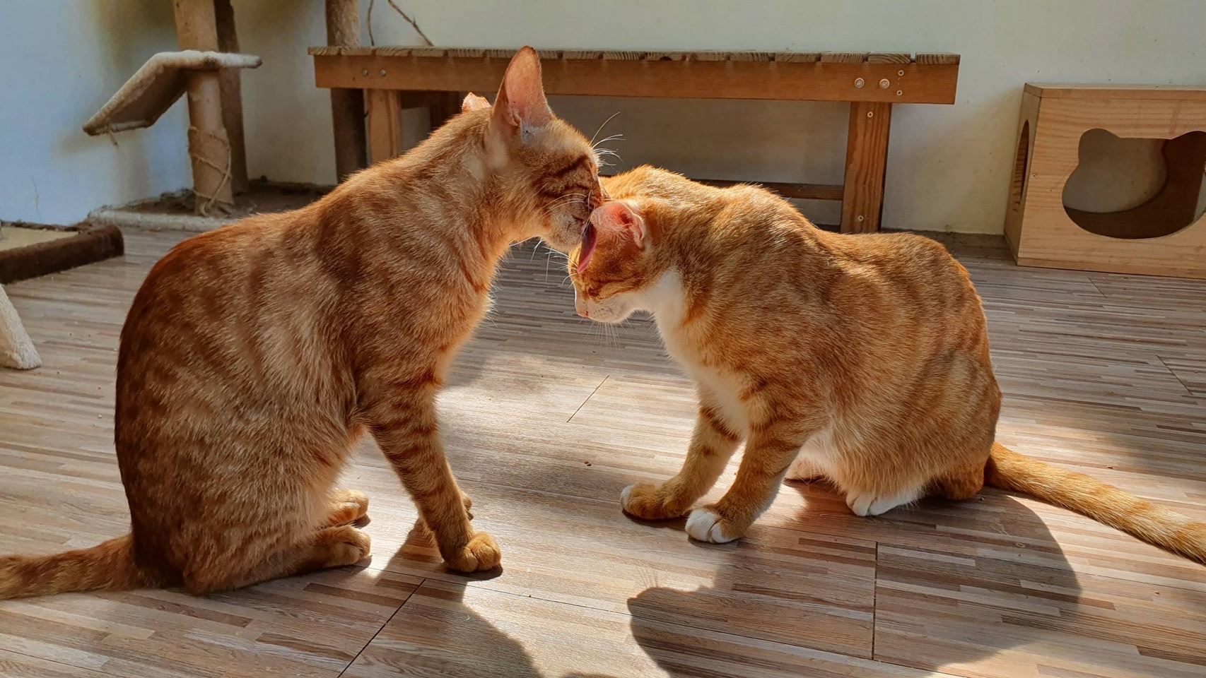 新北市動保處將打造首座貓咪室內遊憩室，力拚年底完工。（新北市政府提供）