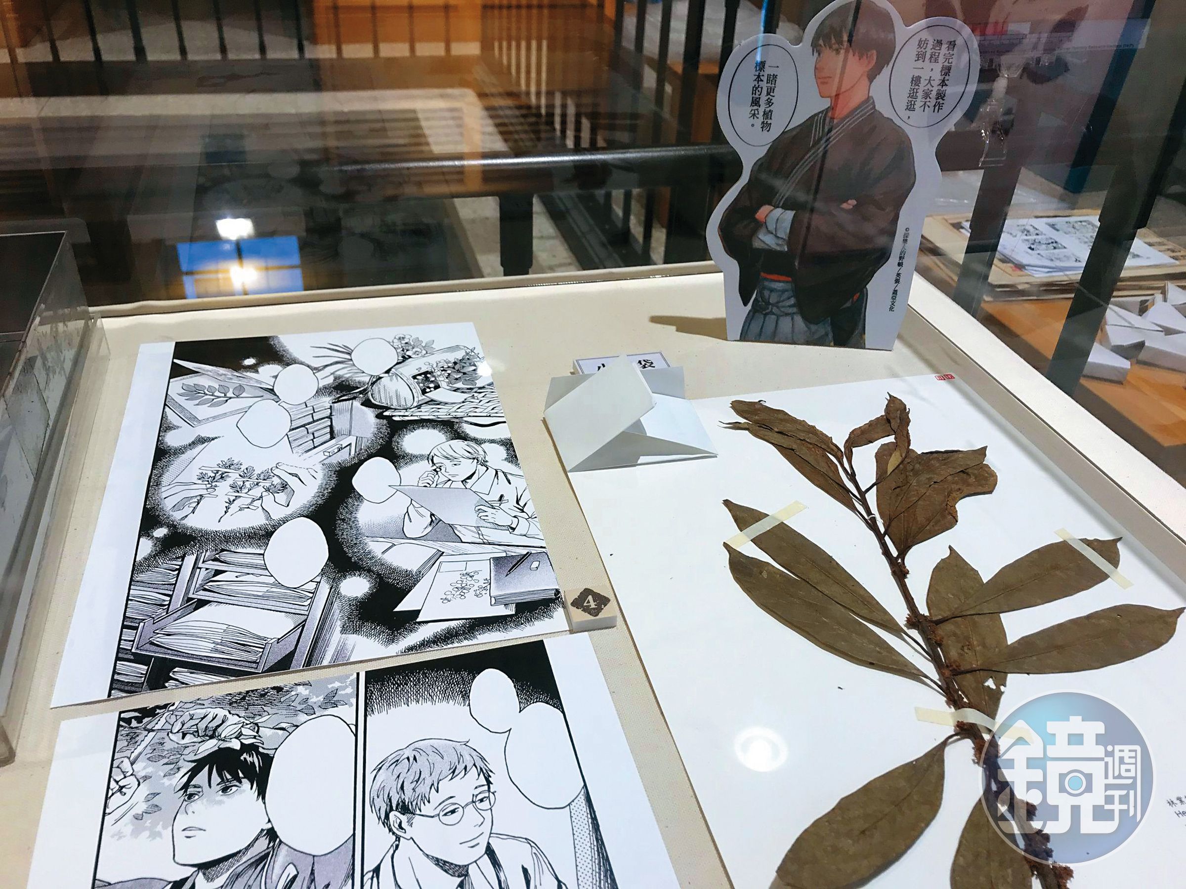 2021年《採集人的野帳》與漫畫主場景台北植物園腊葉館合作，展出漫畫原畫及館藏植物標本。（蓋亞文化提供）